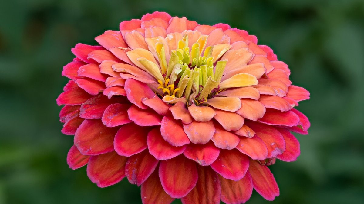 Zinnia tohumları kuru, serin ve karanlık bir ortamda saklanmalıdır.