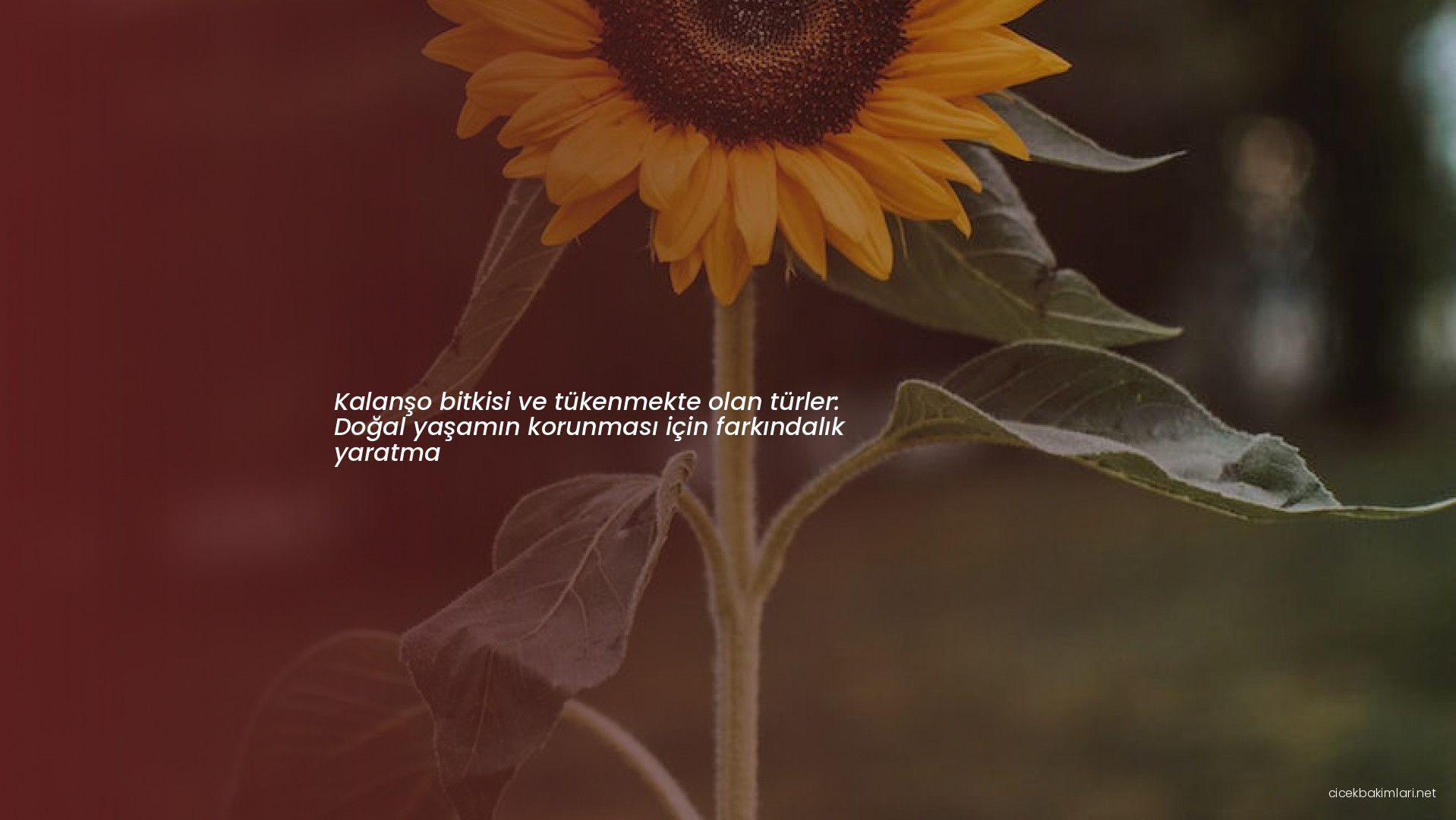 Kalanşo bitkisi ve tükenmekte olan türler: Doğal yaşamın korunması için farkındalık yaratma