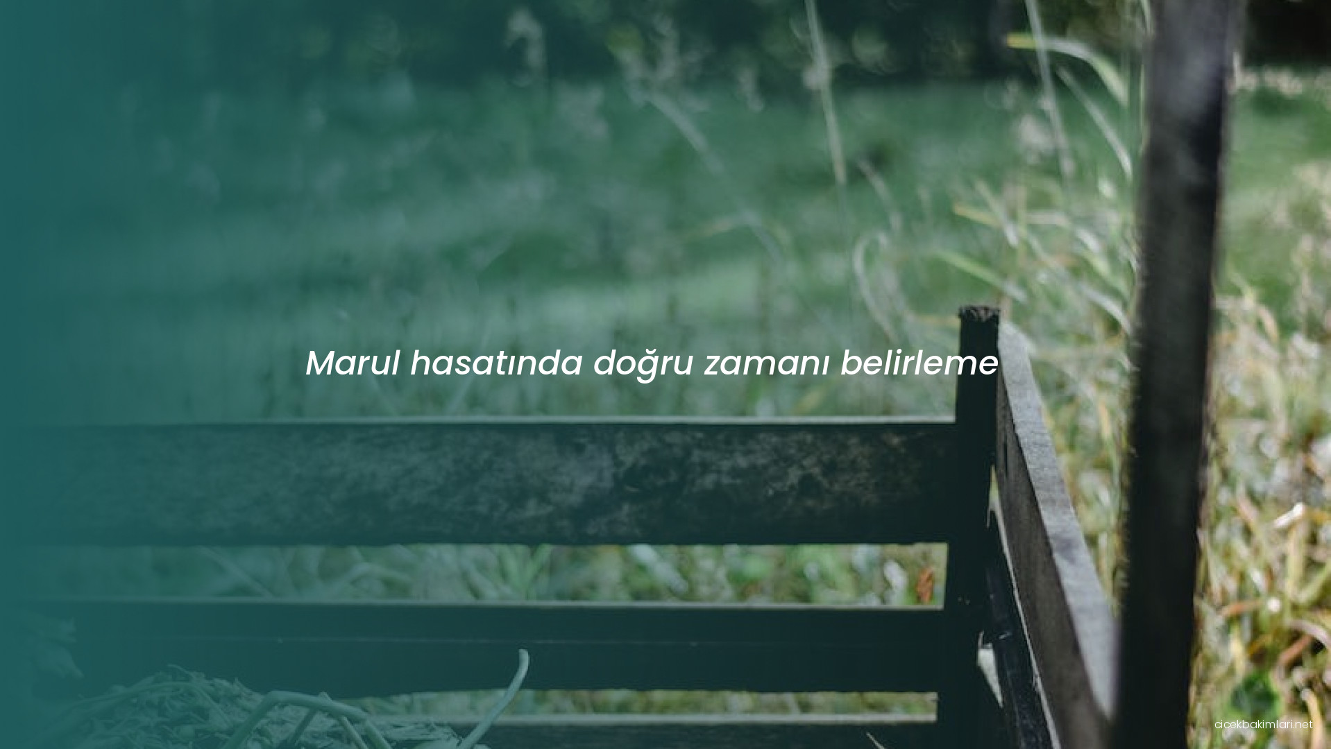 Marul hasatında doğru zamanı belirleme