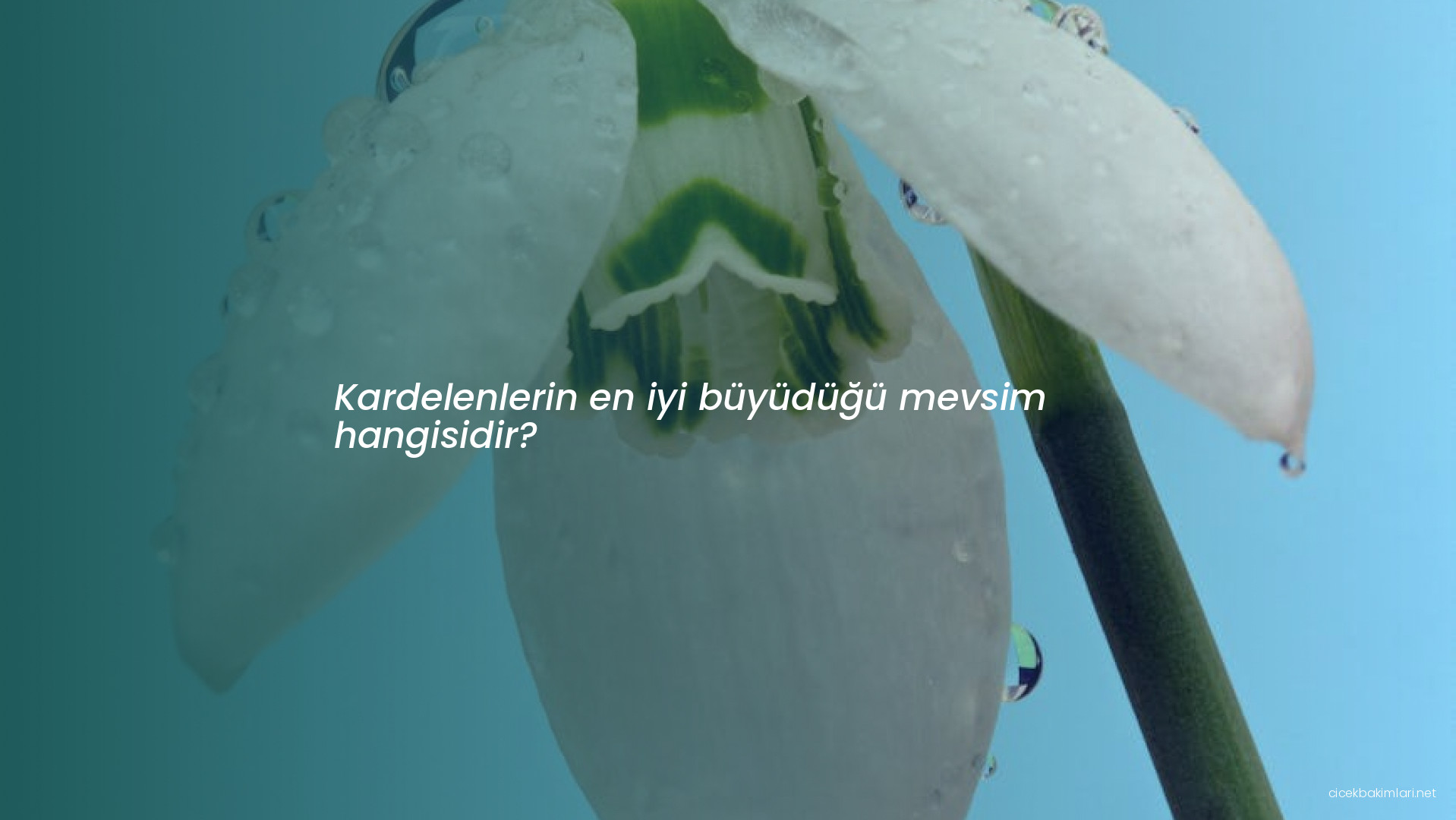 Kardelenlerin en iyi büyüdüğü mevsim hangisidir?