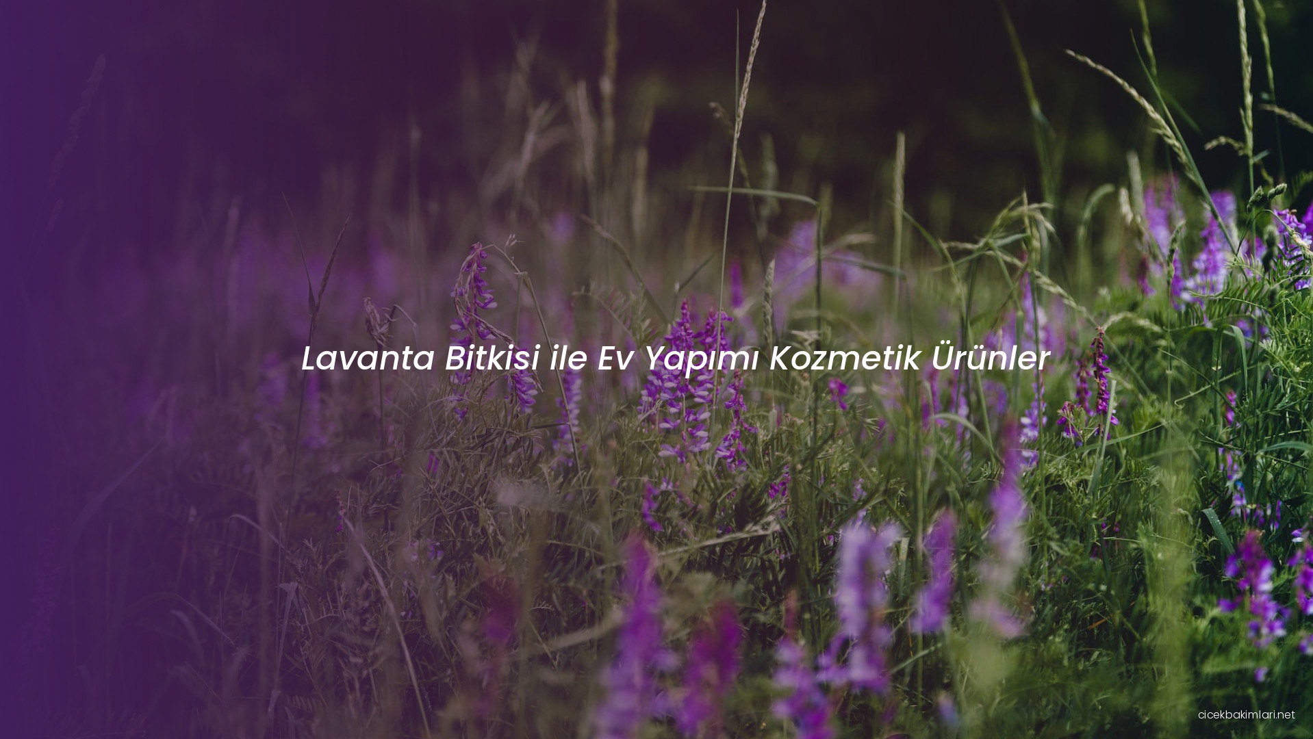 Lavanta Bitkisi ile Ev Yapımı Kozmetik Ürünler