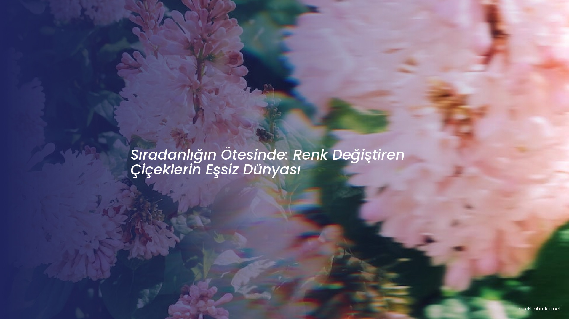 Sıradanlığın Ötesinde: Renk Değiştiren Çiçeklerin Eşsiz Dünyası