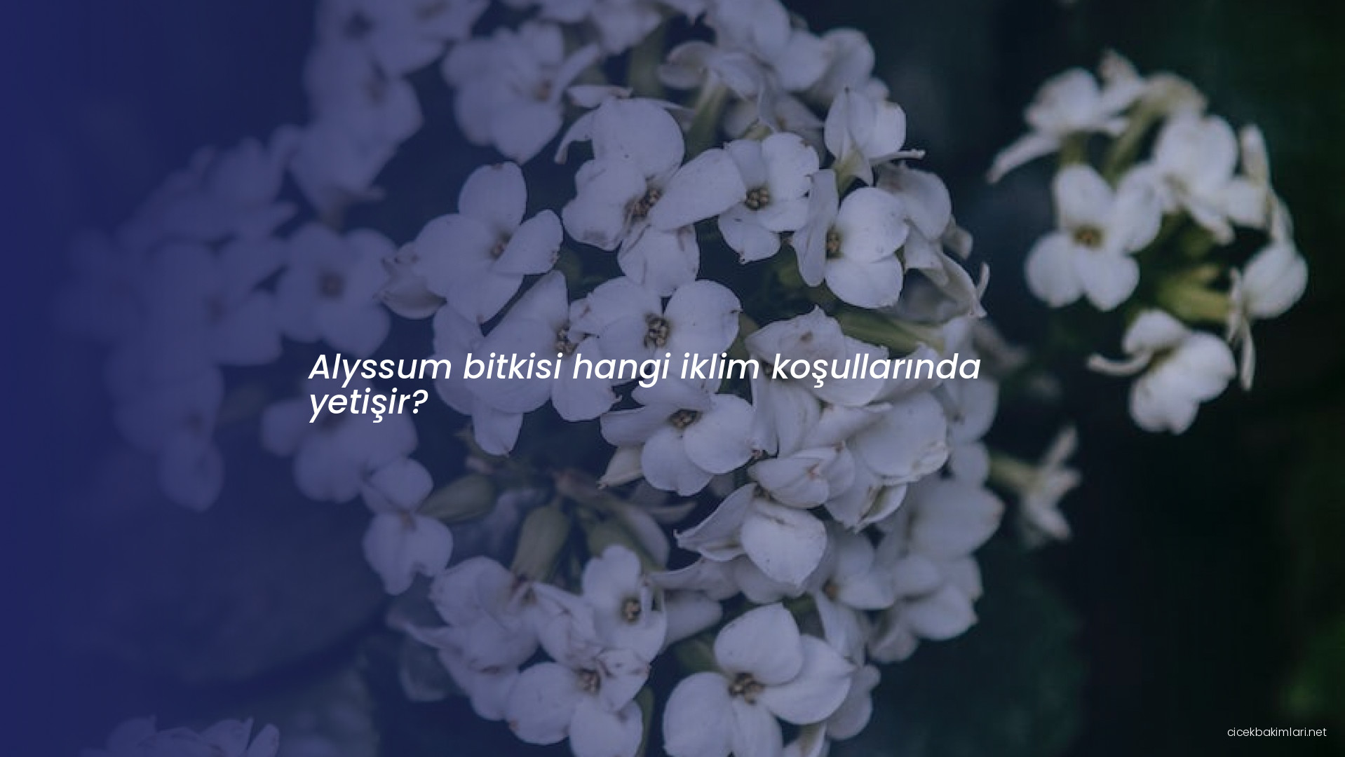 Alyssum bitkisi hangi iklim koşullarında yetişir?