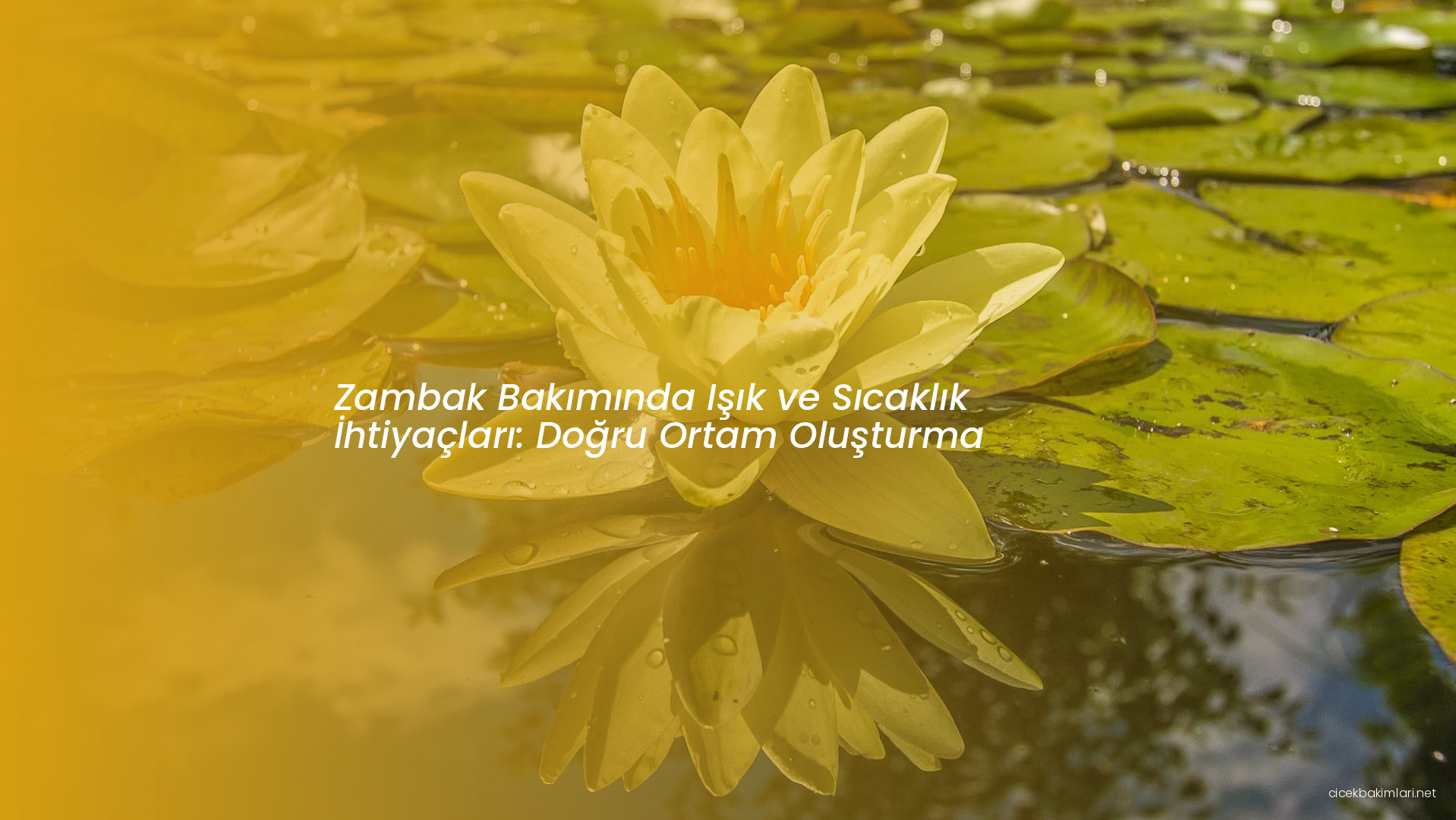 Zambak Bakımında Işık ve Sıcaklık İhtiyaçları: Doğru Ortam Oluşturma