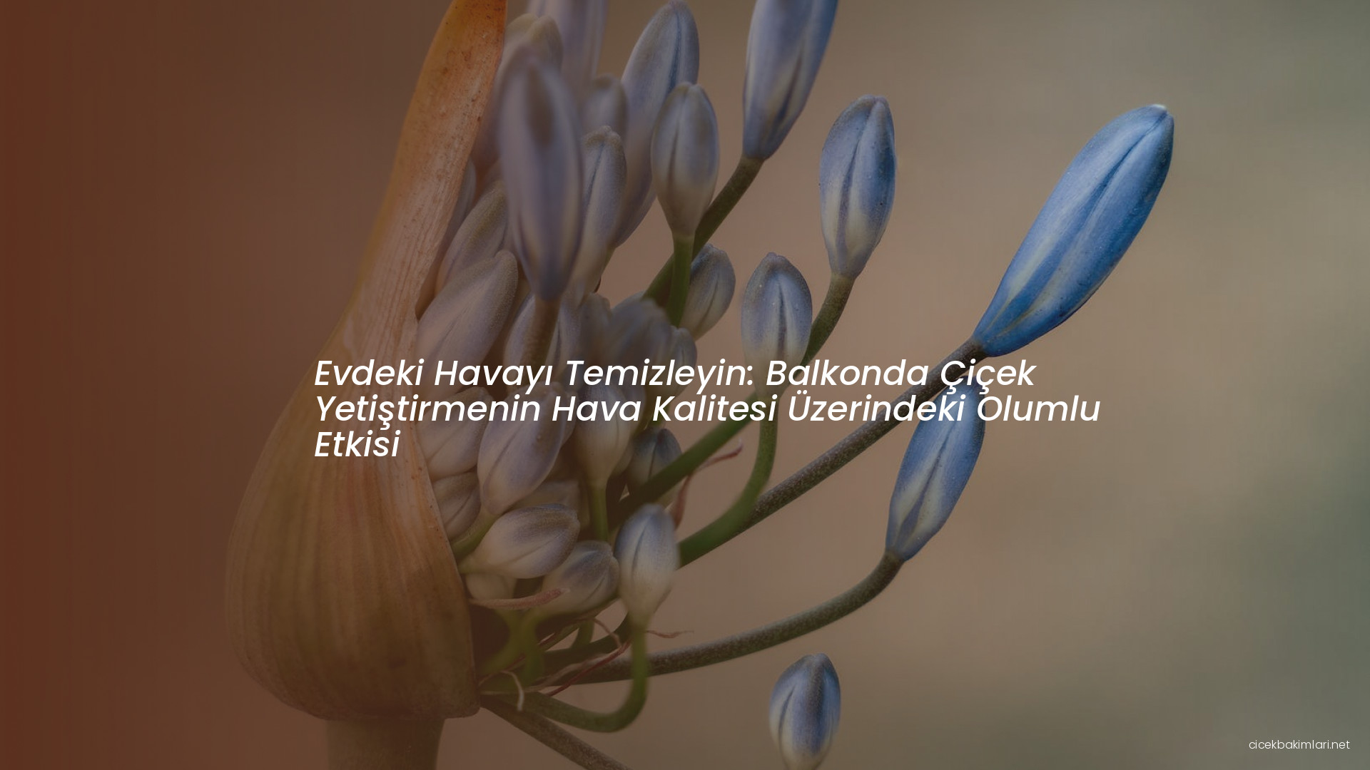 Evdeki Havayı Temizleyin: Balkonda Çiçek Yetiştirmenin Hava Kalitesi Üzerindeki Olumlu Etkisi