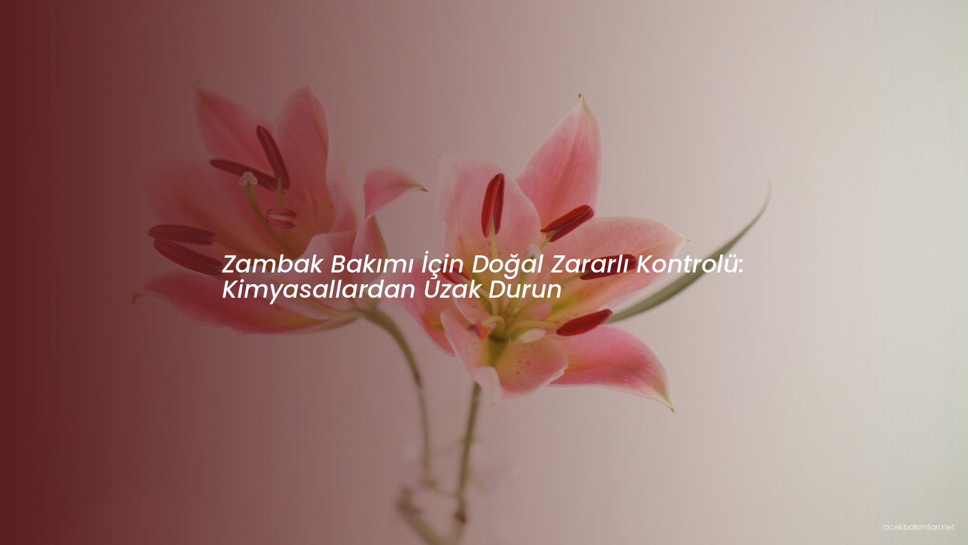 Zambak Bakımı İçin Doğal Zararlı Kontrolü: Kimyasallardan Uzak Durun