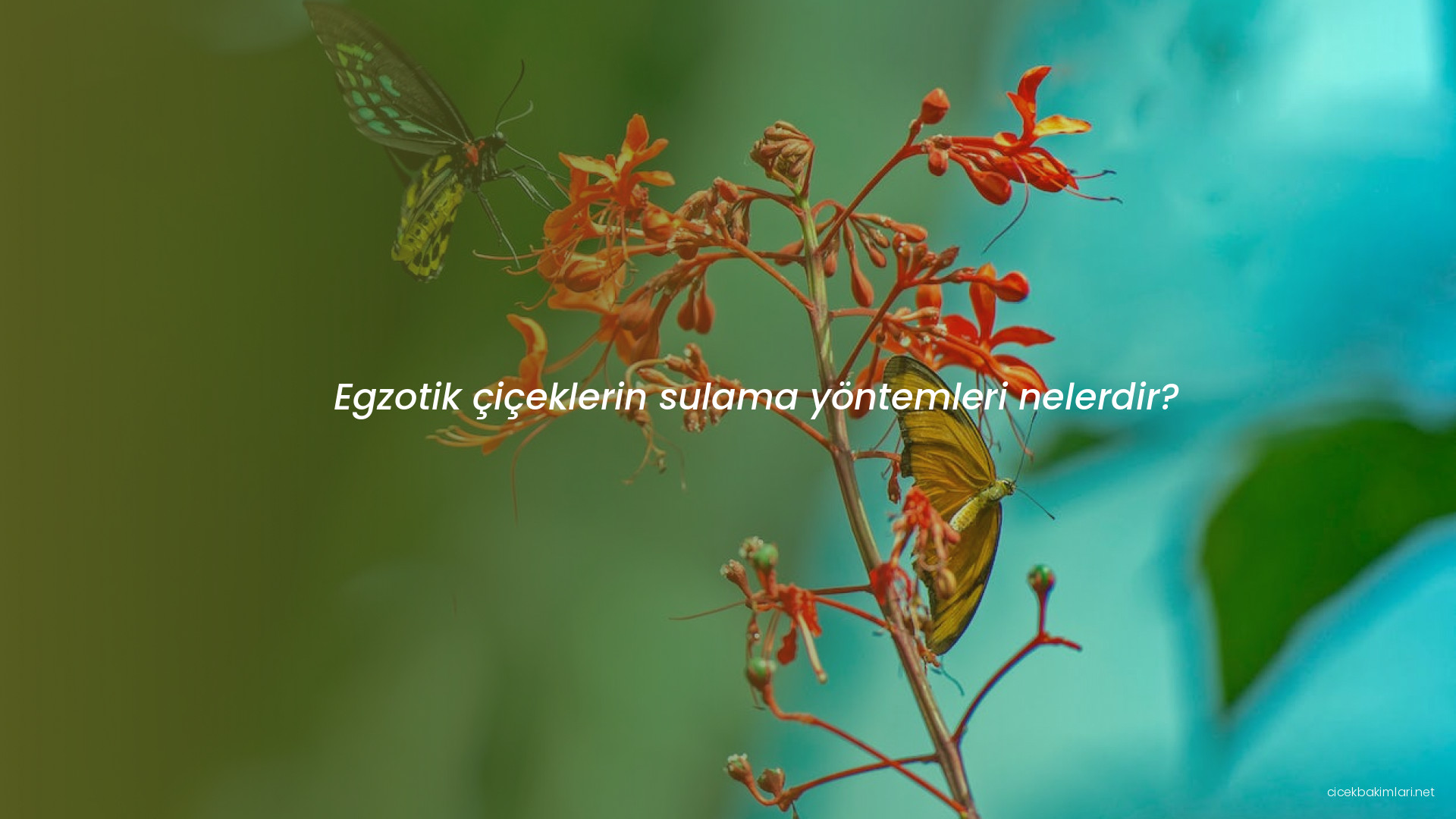 Egzotik çiçeklerin sulama yöntemleri nelerdir?