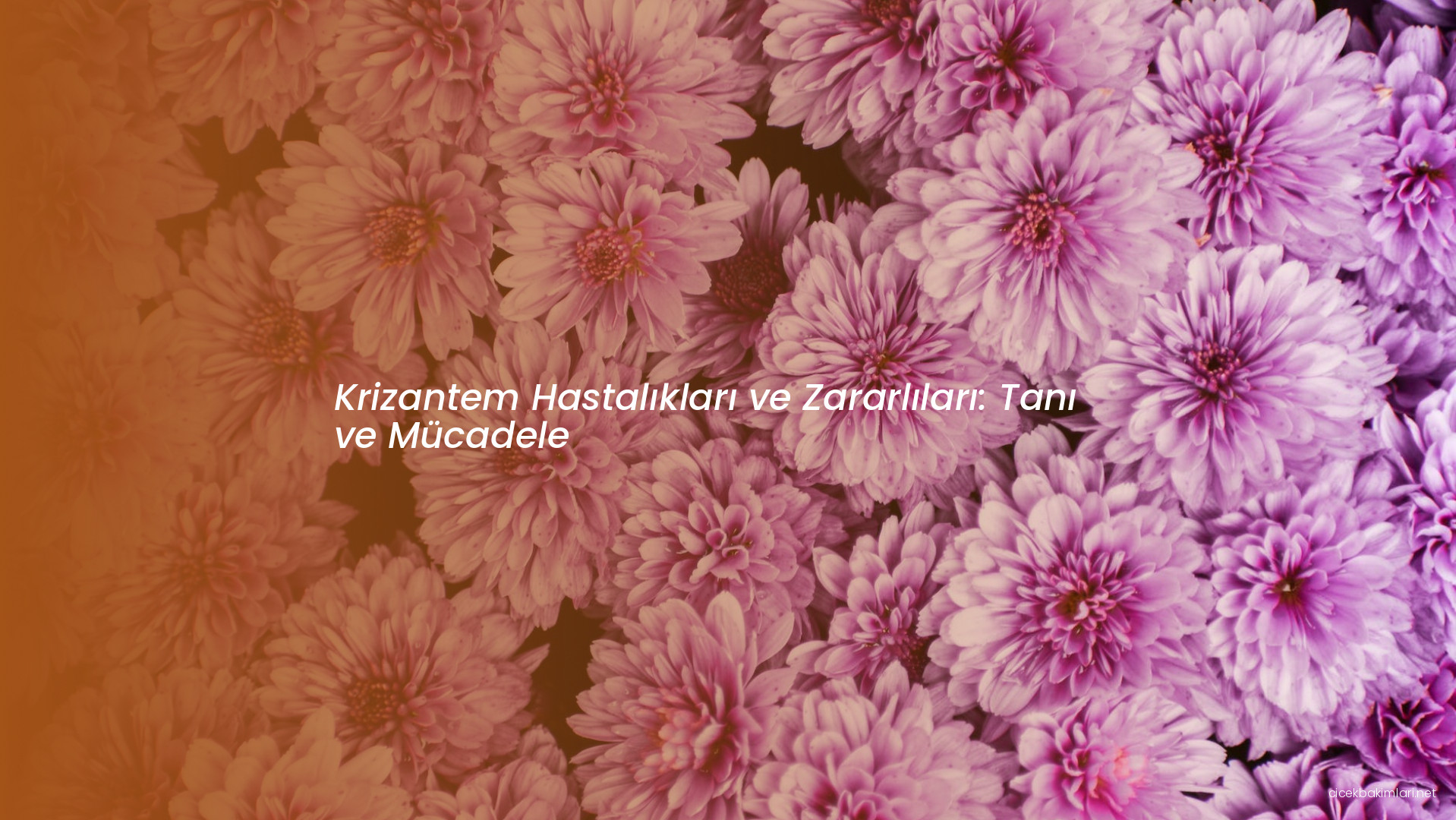 Krizantem Hastalıkları ve Zararlıları: Tanı ve Mücadele