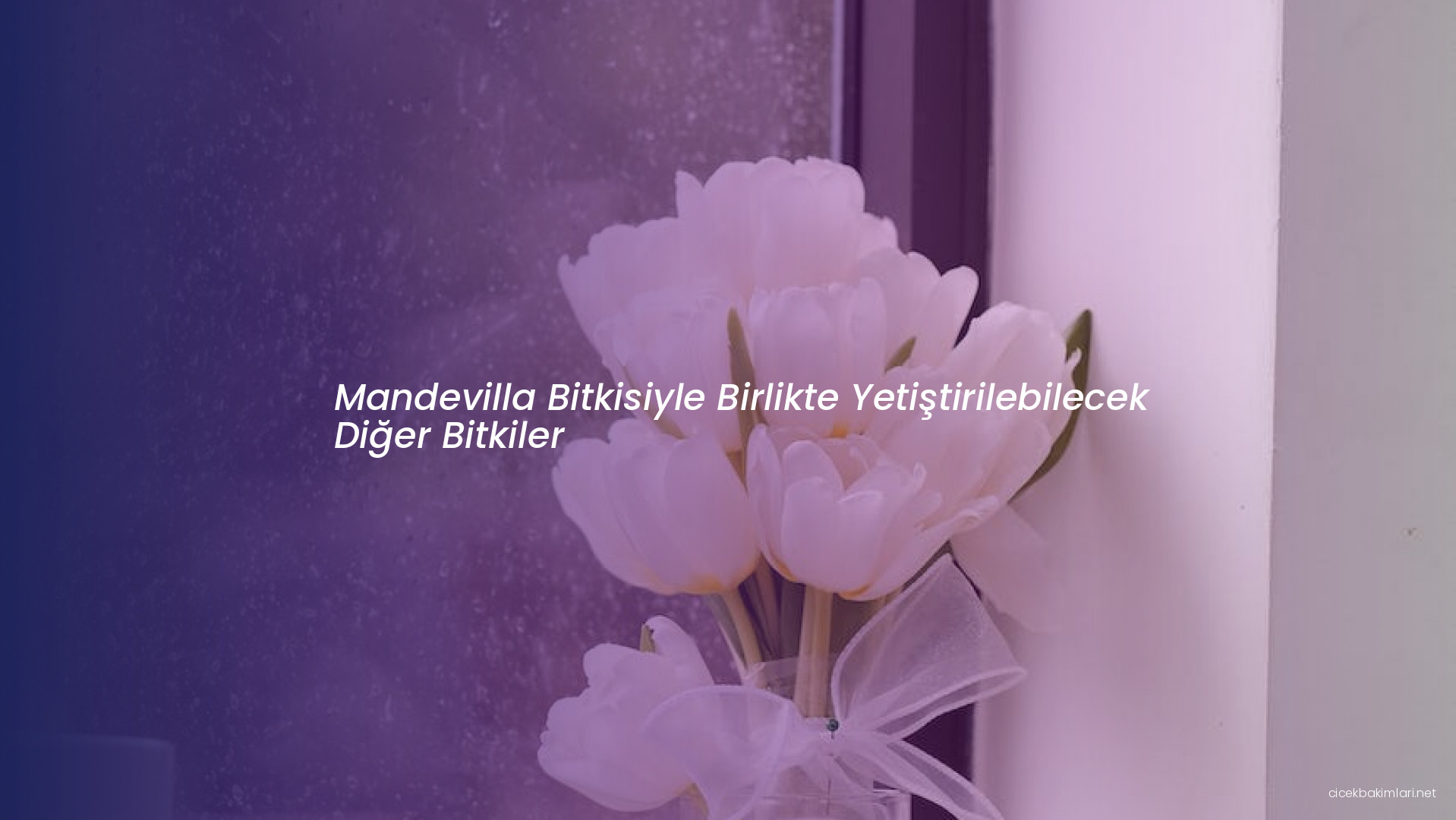 Mandevilla Bitkisiyle Birlikte Yetiştirilebilecek Diğer Bitkiler