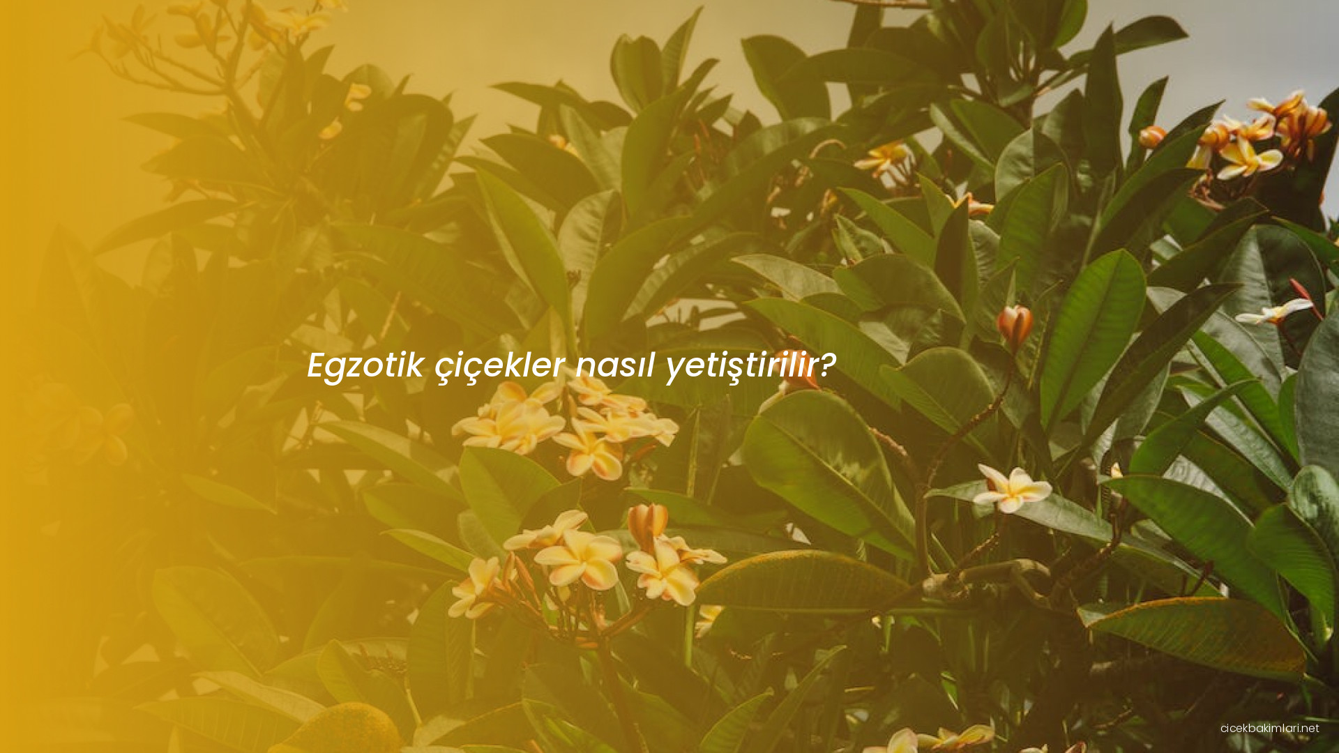 Egzotik çiçekler nasıl yetiştirilir?