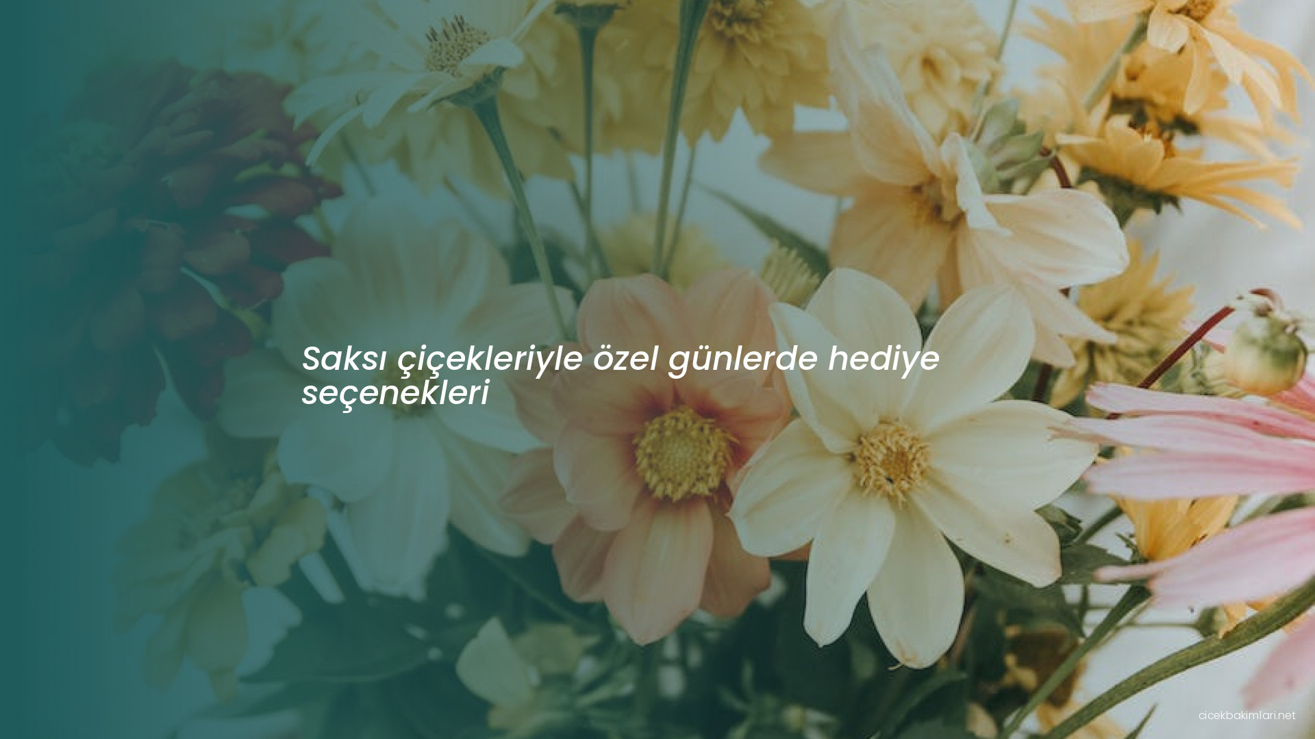 Saksı çiçekleriyle özel günlerde hediye seçenekleri
