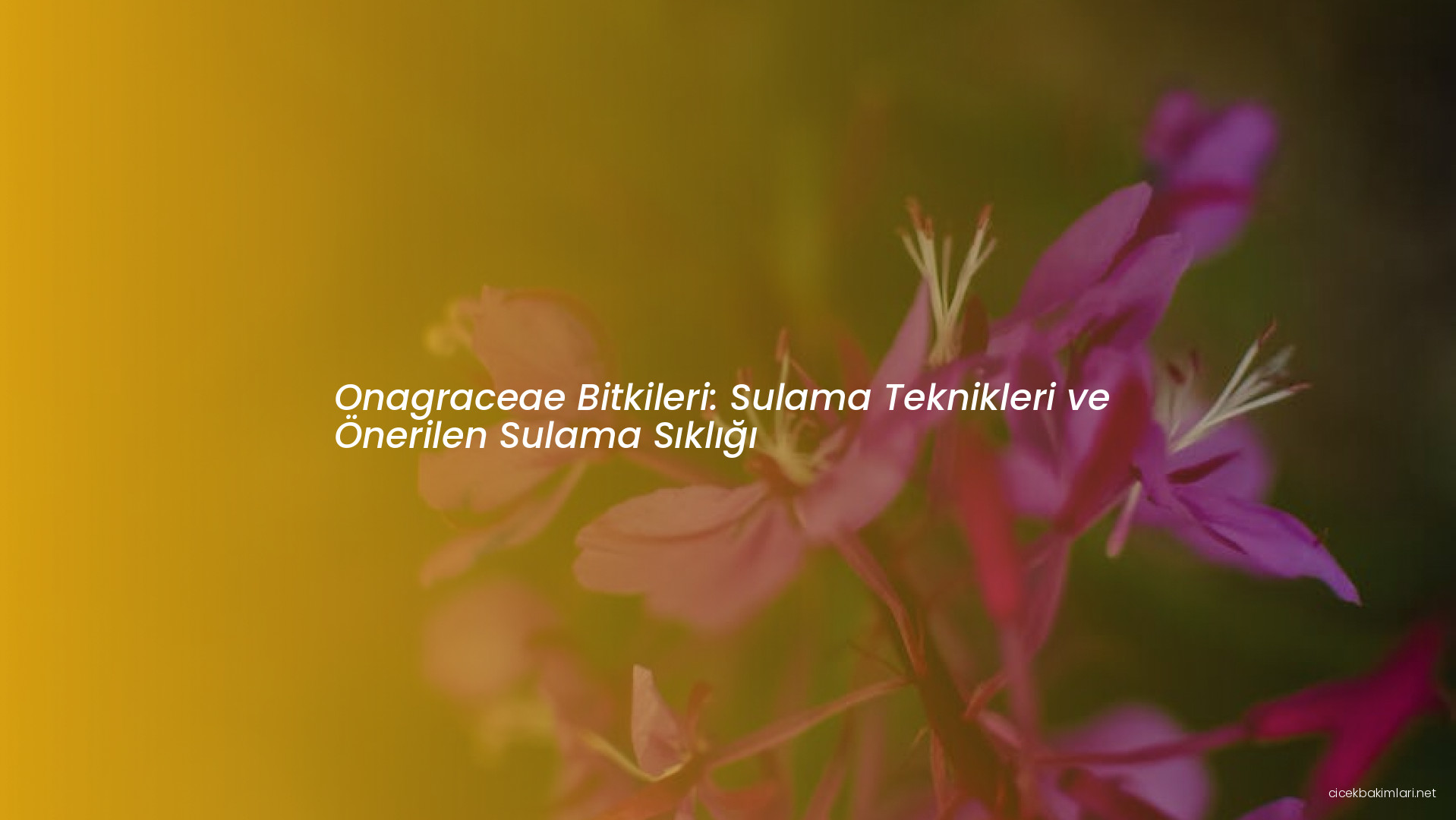 Onagraceae Bitkileri: Sulama Teknikleri ve Önerilen Sulama Sıklığı