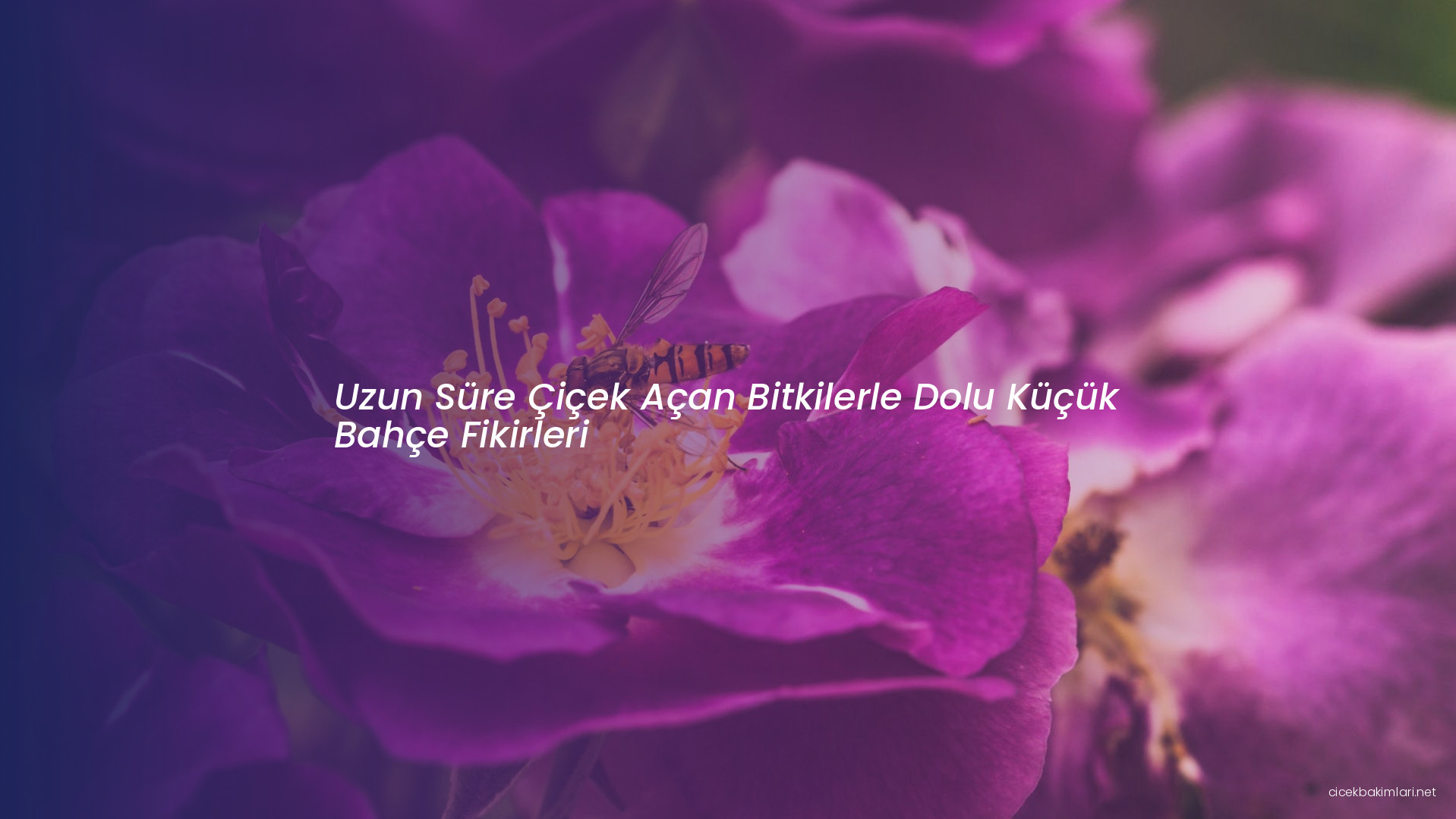 Uzun Süre Çiçek Açan Bitkilerle Dolu Küçük Bahçe Fikirleri