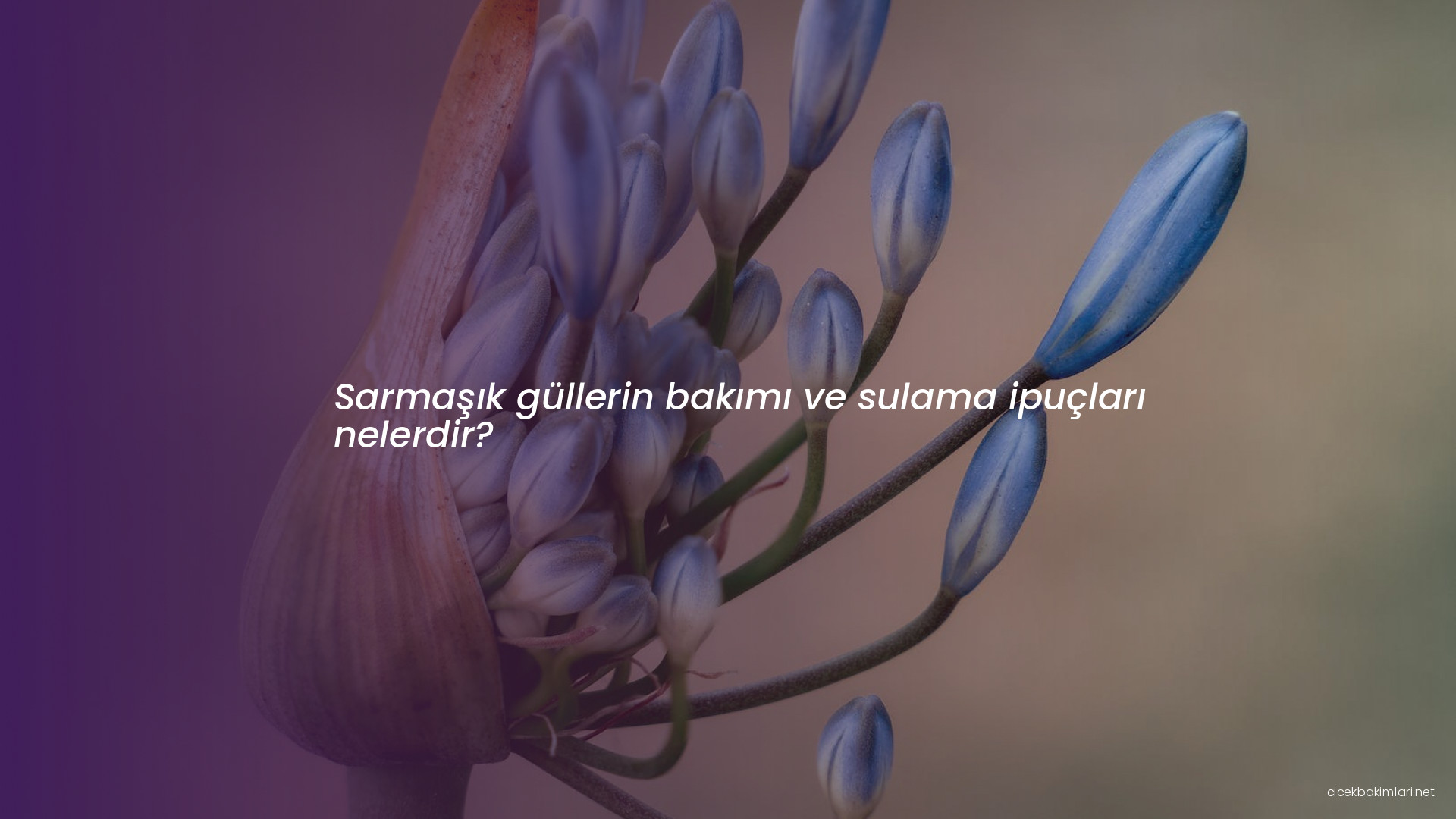 Sarmaşık güllerin bakımı ve sulama ipuçları nelerdir?