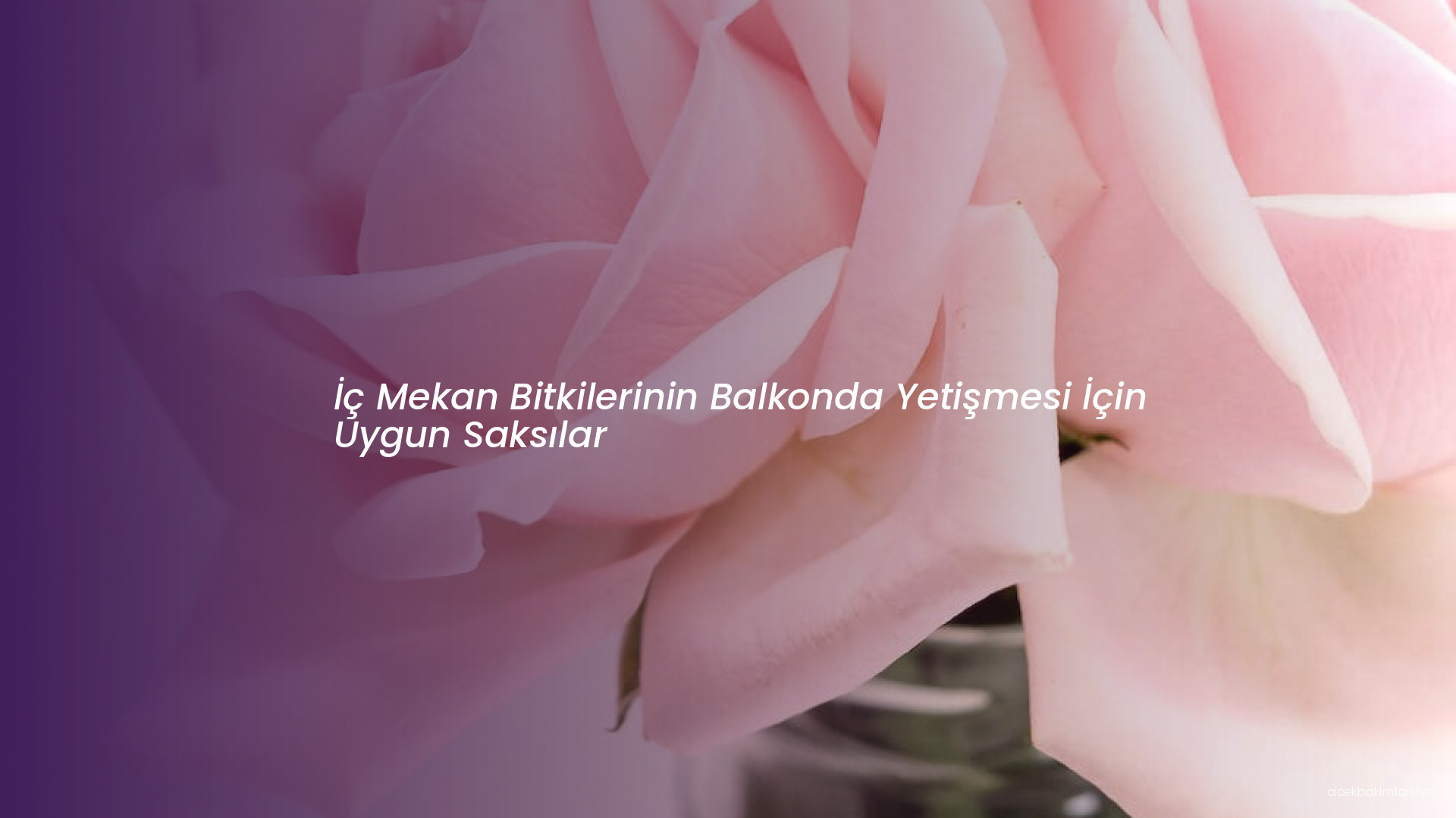 İç Mekan Bitkilerinin Balkonda Yetişmesi İçin Uygun Saksılar