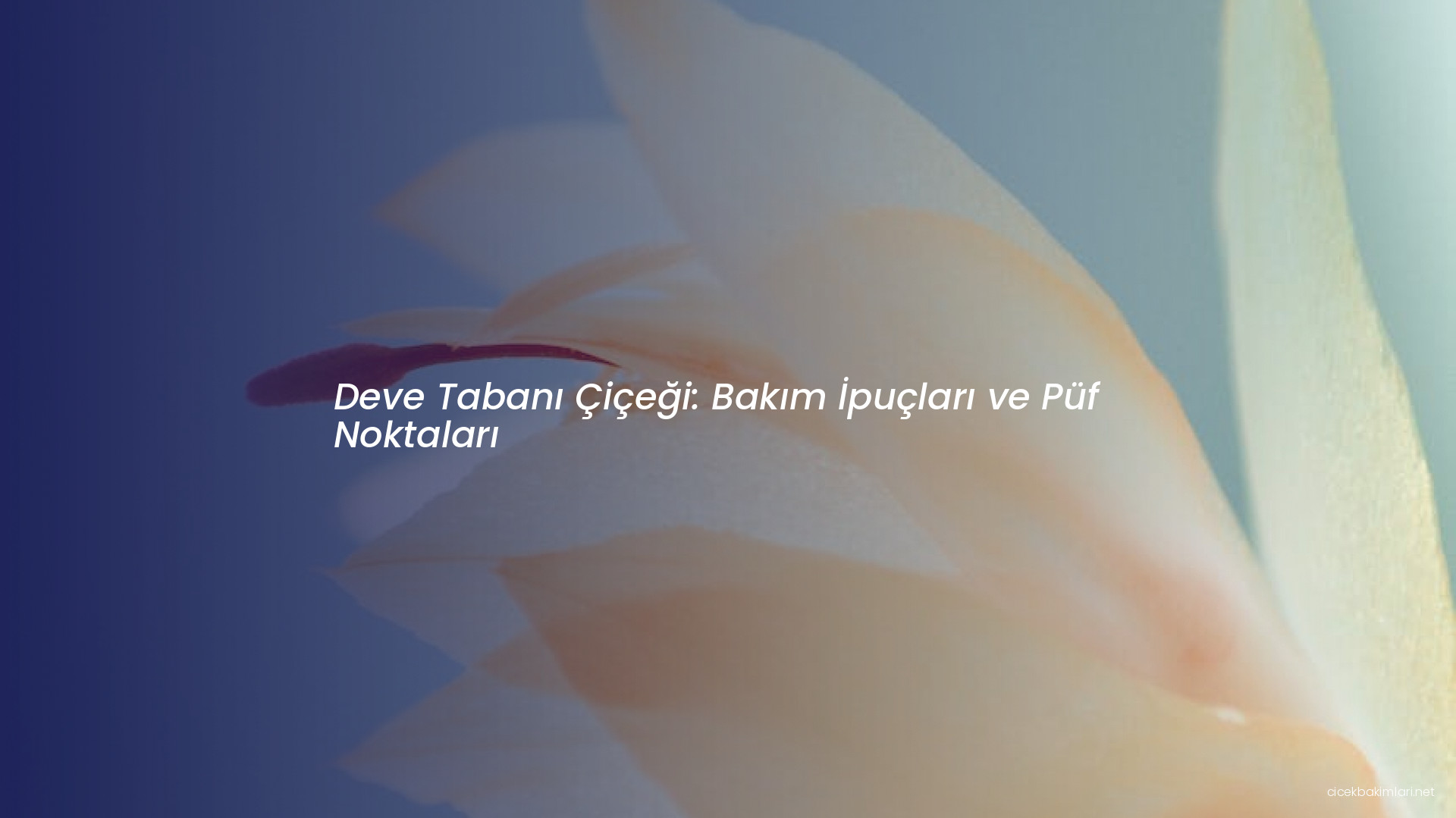 Deve Tabanı Çiçeği: Bakım İpuçları ve Püf Noktaları