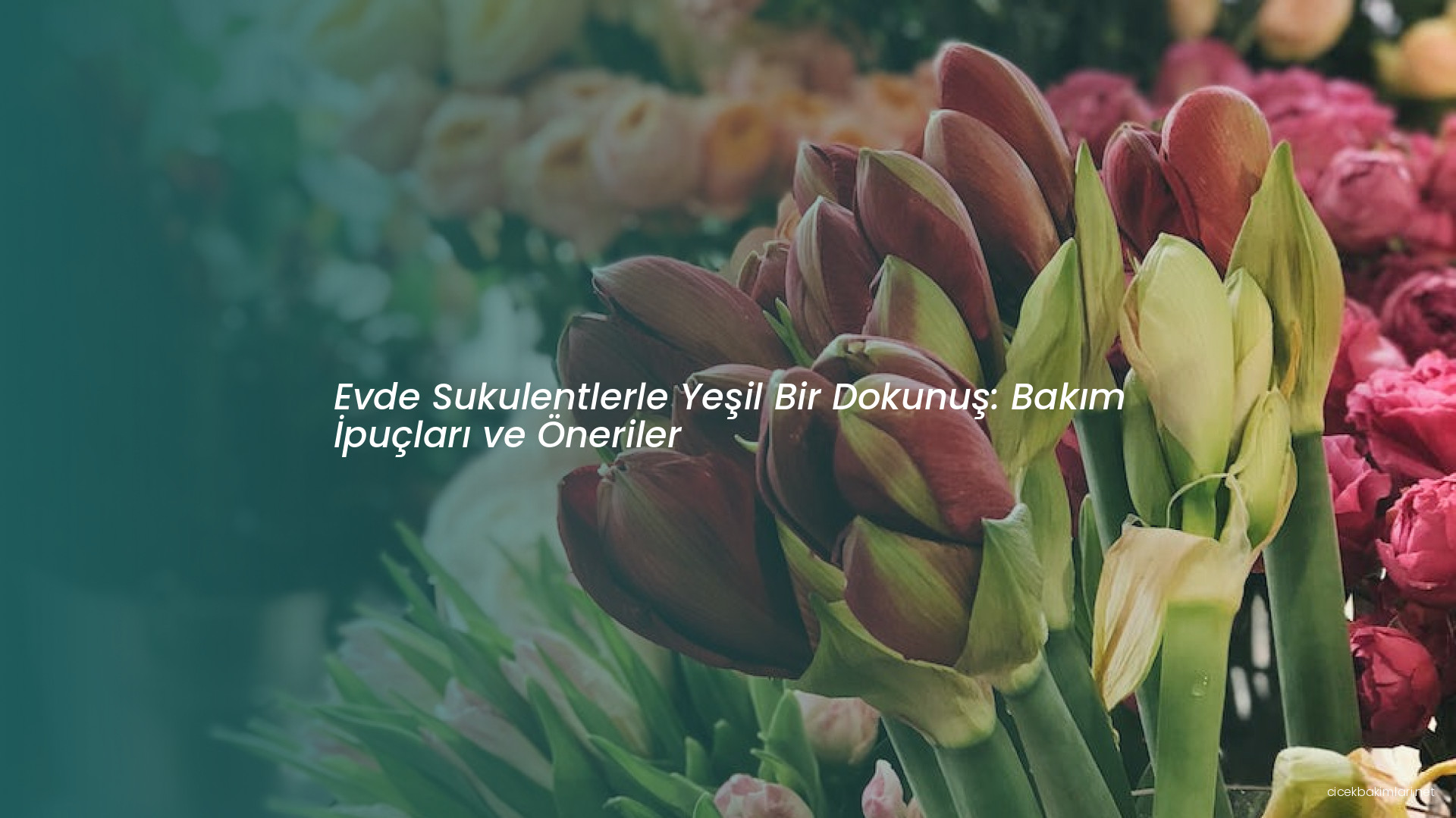 Evde Sukulentlerle Yeşil Bir Dokunuş: Bakım İpuçları ve Öneriler