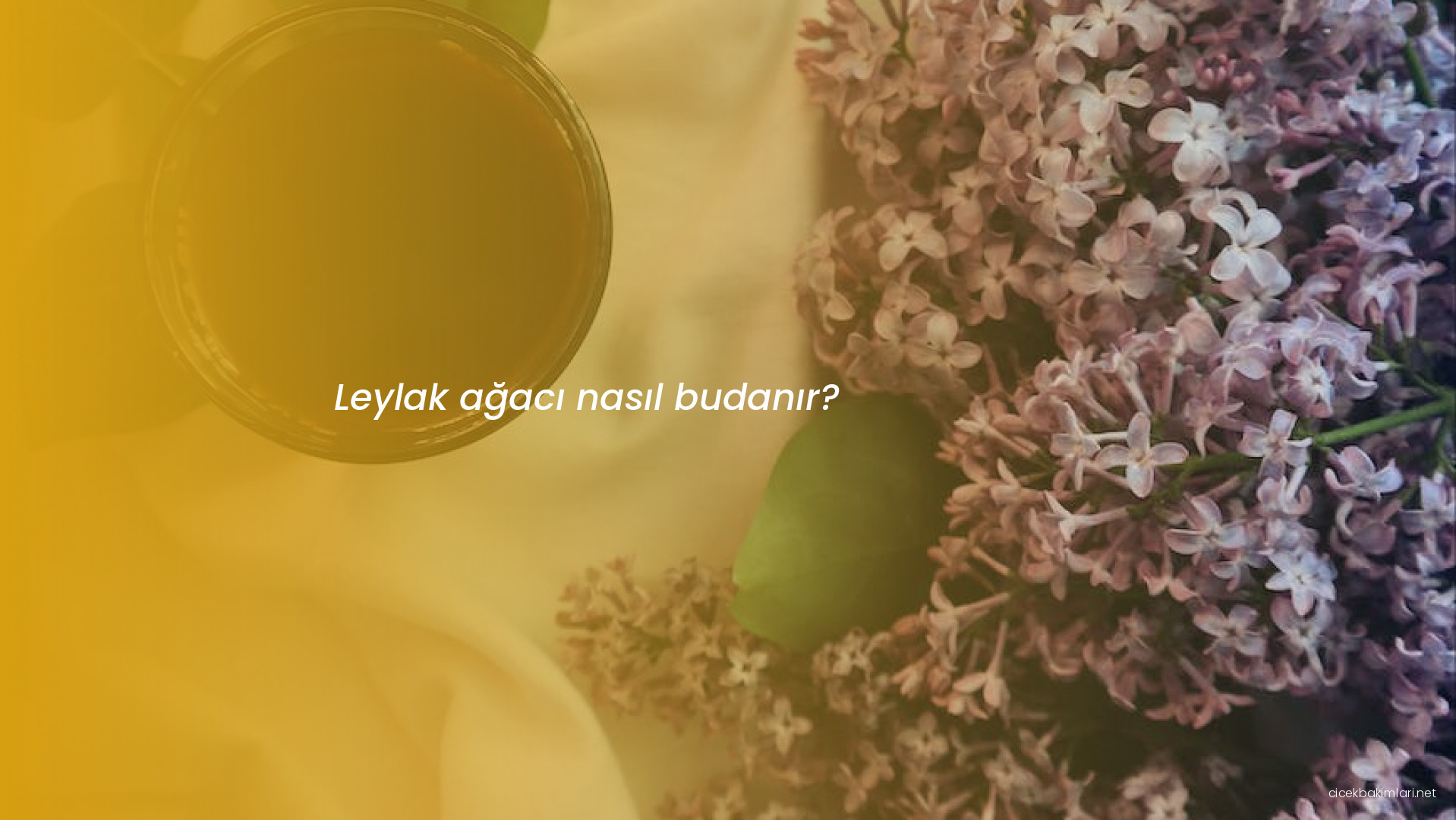 Leylak ağacı nasıl budanır?