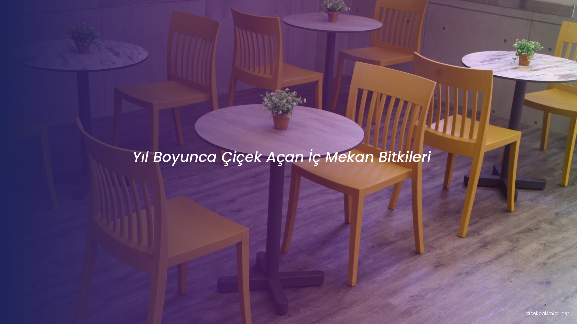 Yıl Boyunca Çiçek Açan İç Mekan Bitkileri