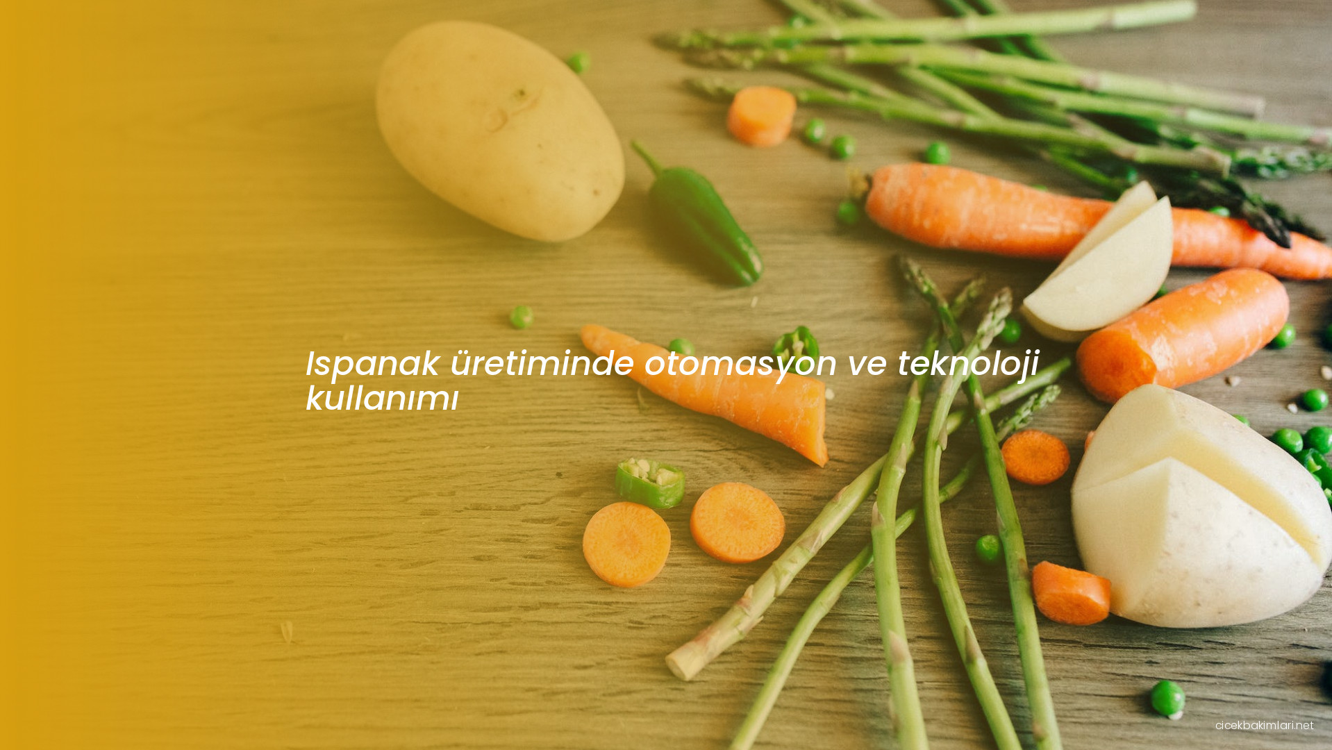 Ispanak üretiminde otomasyon ve teknoloji kullanımı