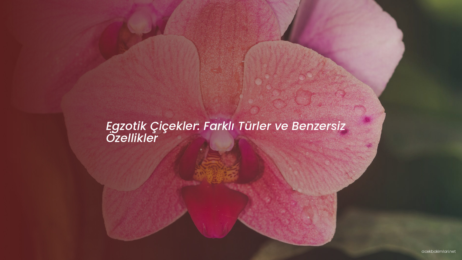 Egzotik Çiçekler: Farklı Türler ve Benzersiz Özellikler