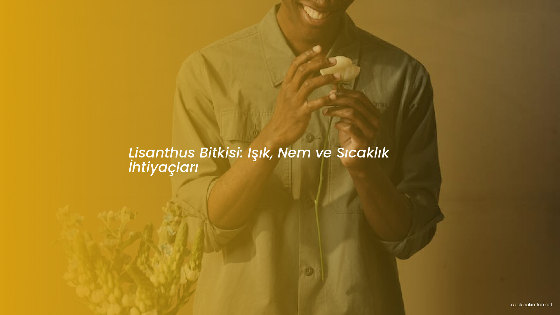 Lisanthus Bitkisi: Işık, Nem ve Sıcaklık İhtiyaçları