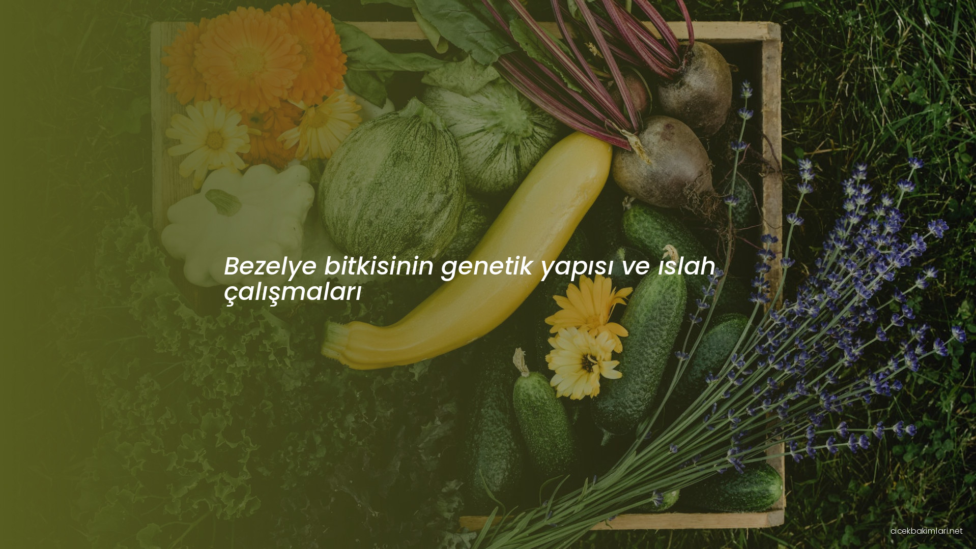 Bezelye bitkisinin genetik yapısı ve ıslah çalışmaları