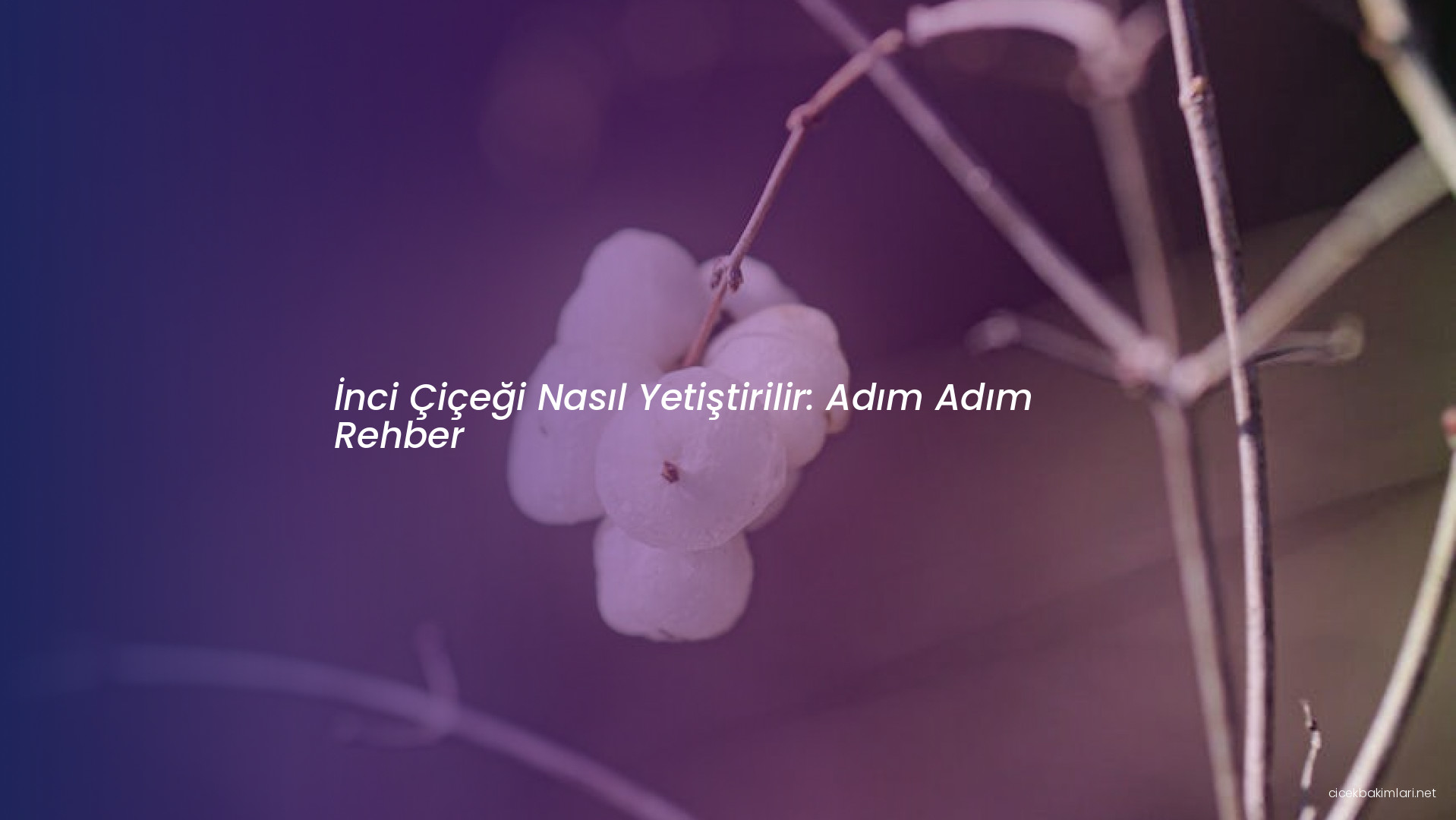 İnci Çiçeği Nasıl Yetiştirilir: Adım Adım Rehber