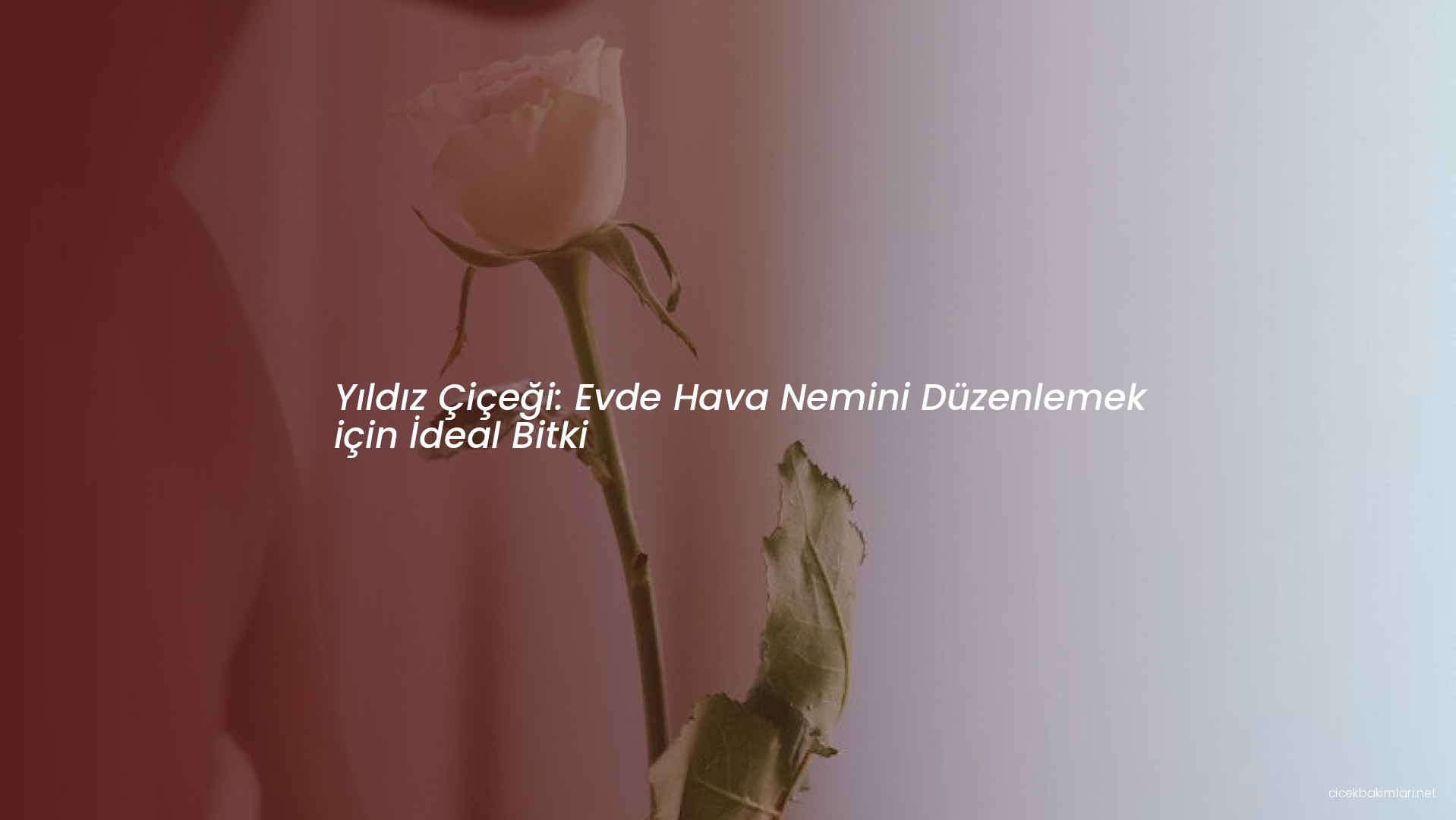 Yıldız Çiçeği: Evde Hava Nemini Düzenlemek için İdeal Bitki