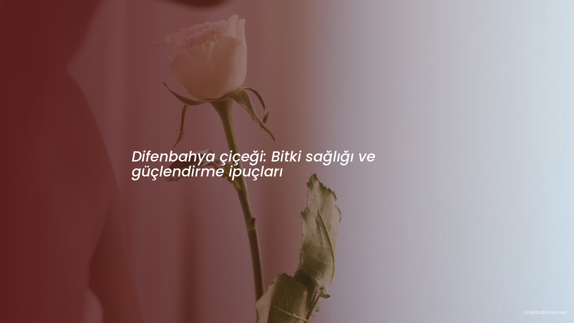 Difenbahya çiçeği: Bitki sağlığı ve güçlendirme ipuçları