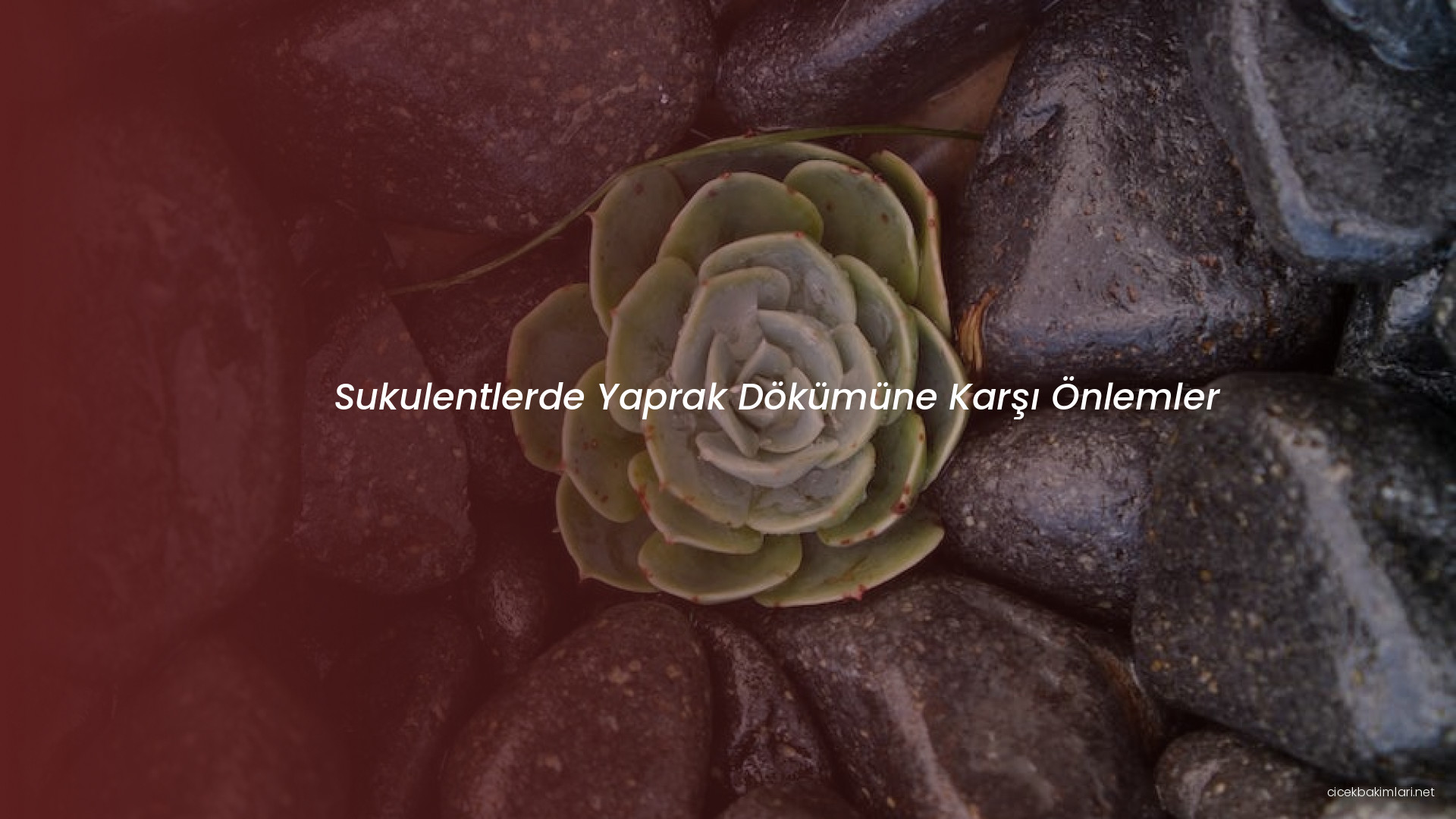 Sukulentlerde Yaprak Dökümüne Karşı Önlemler