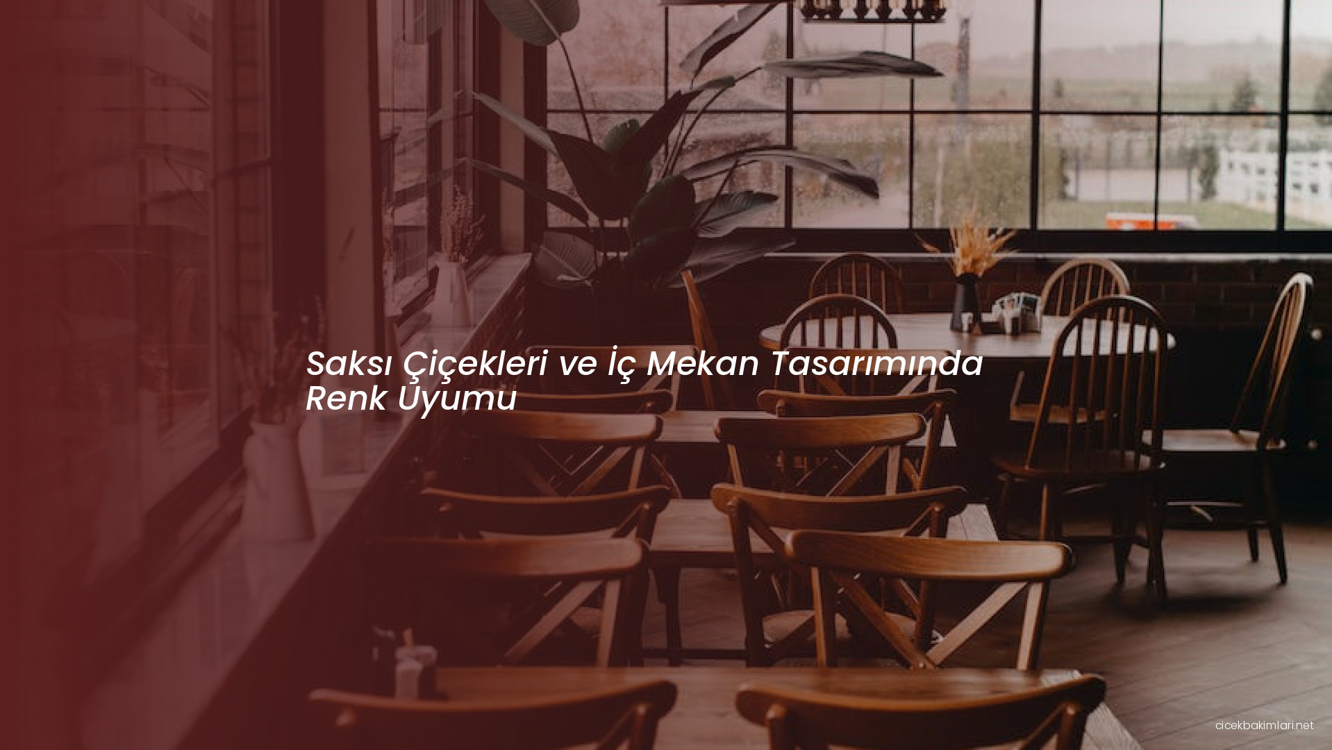 Saksı Çiçekleri ve İç Mekan Tasarımında Renk Uyumu