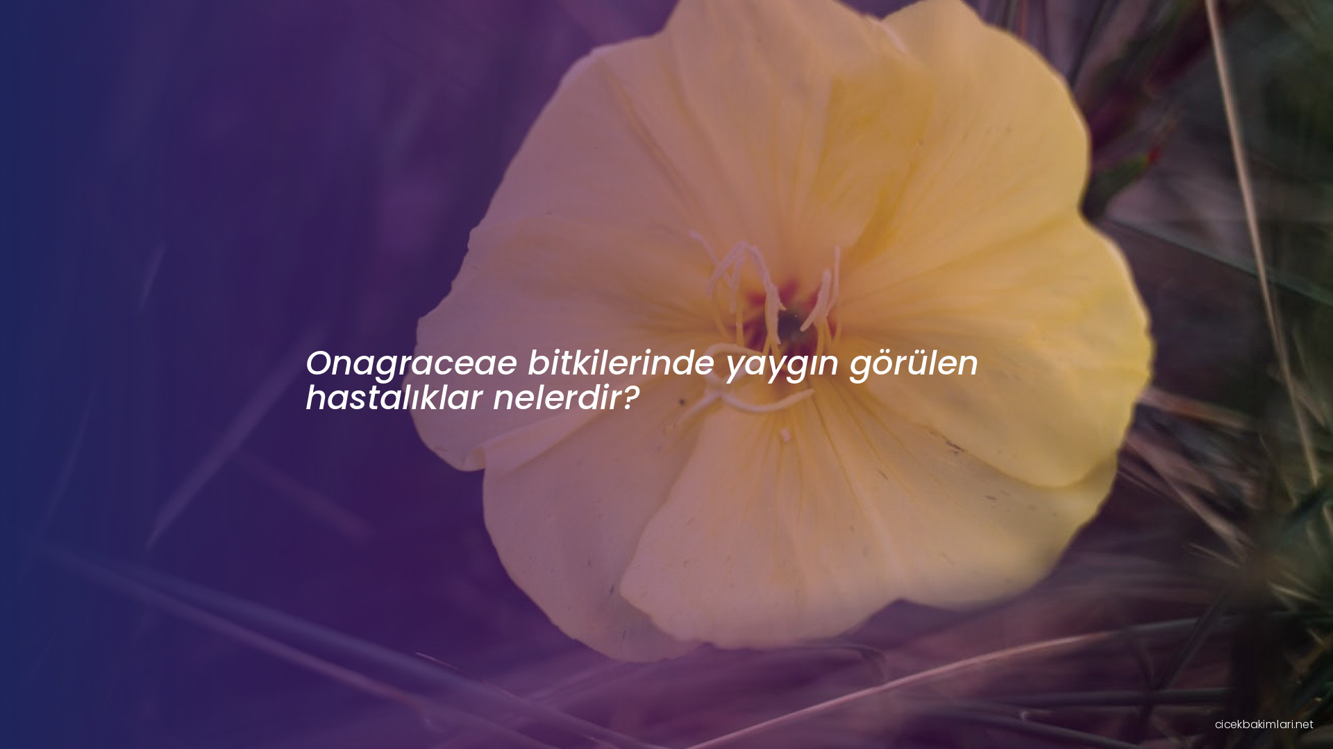 Onagraceae bitkilerinde yaygın görülen hastalıklar nelerdir?