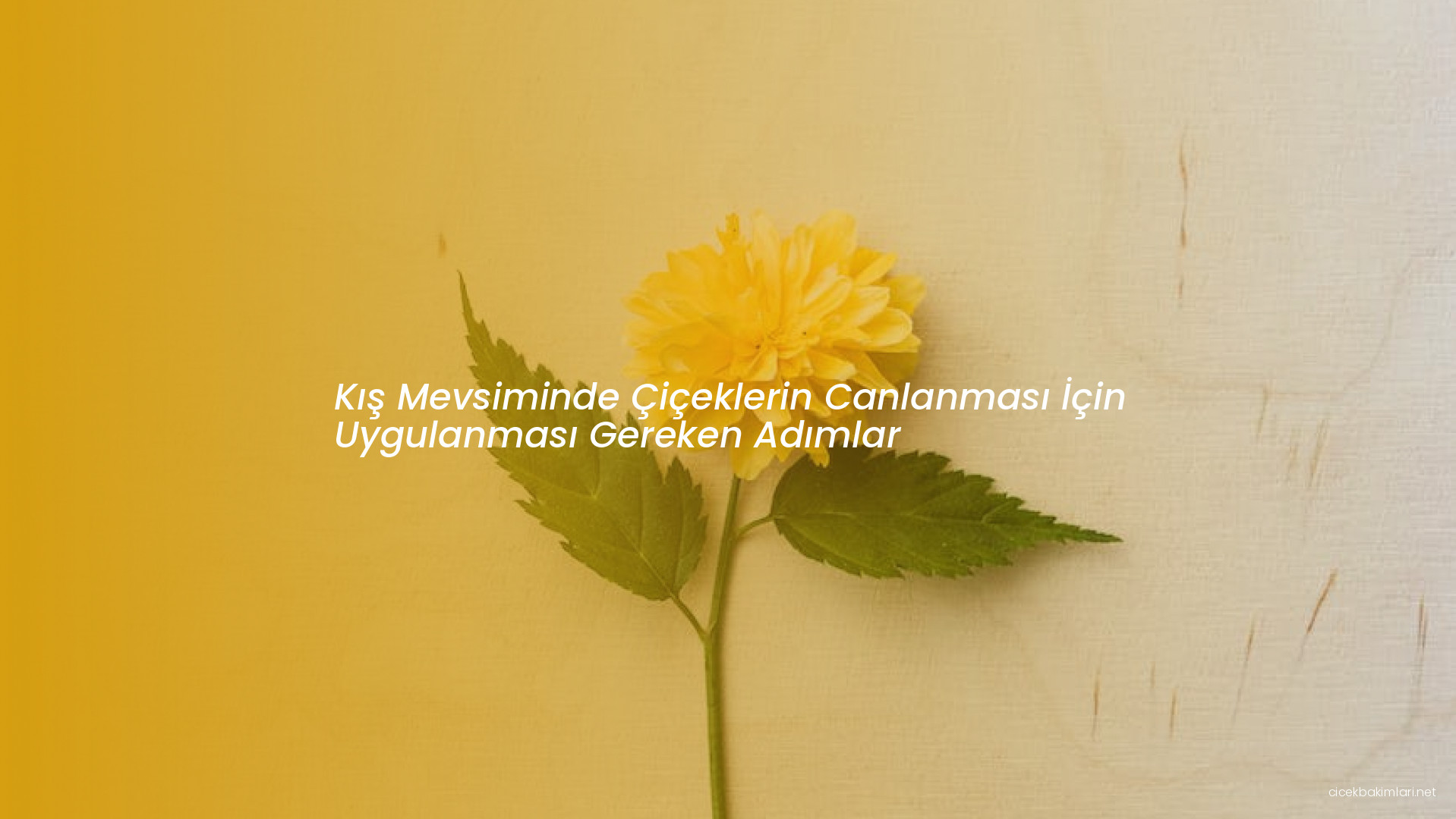 Kış Mevsiminde Çiçeklerin Canlanması İçin Uygulanması Gereken Adımlar