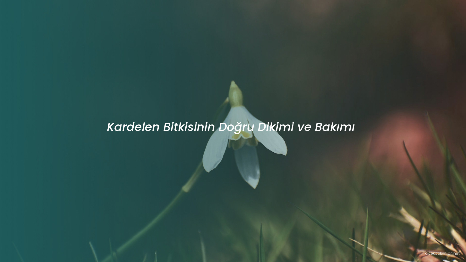 Kardelen Bitkisinin Doğru Dikimi ve Bakımı