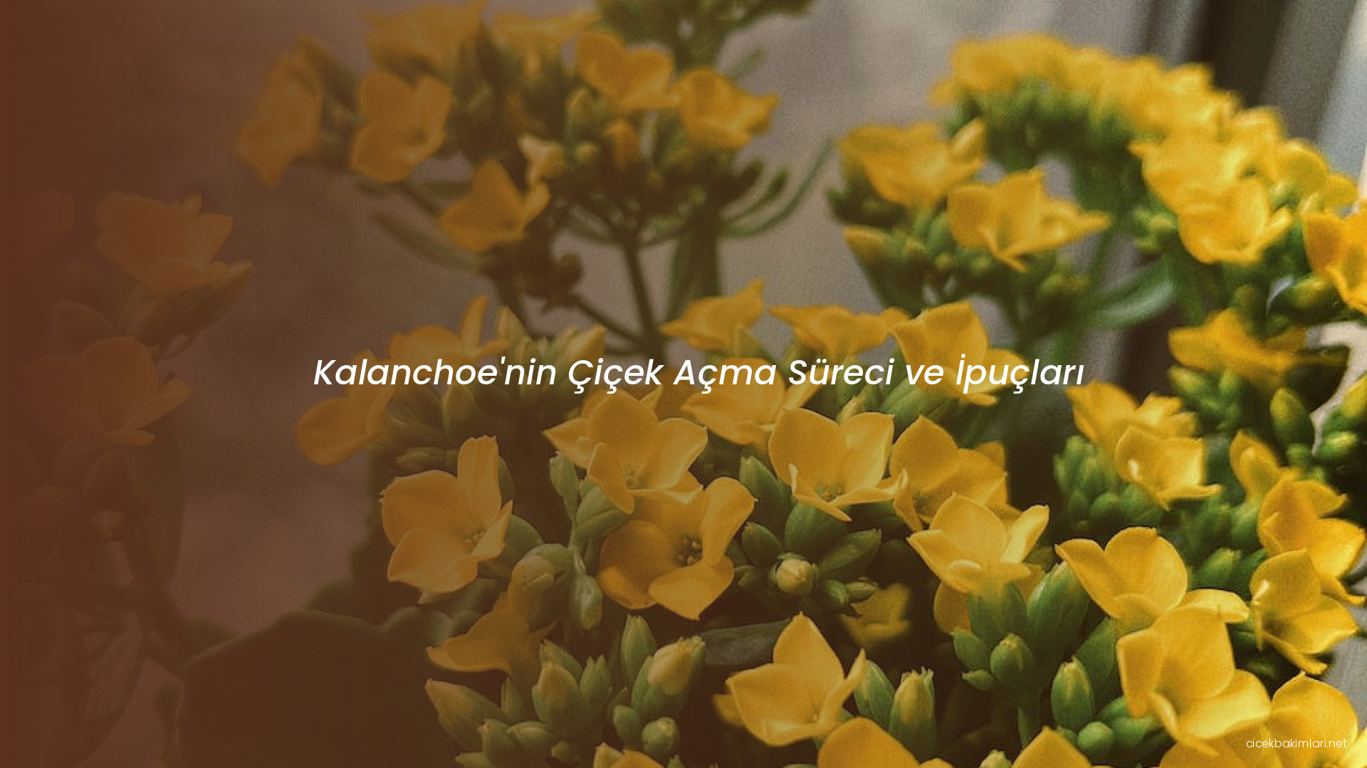 Kalanchoe'nin Çiçek Açma Süreci ve İpuçları