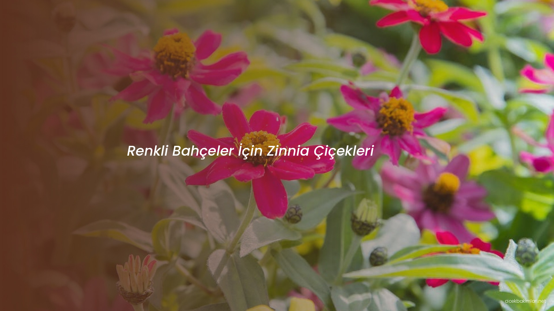 Renkli Bahçeler İçin Zinnia Çiçekleri