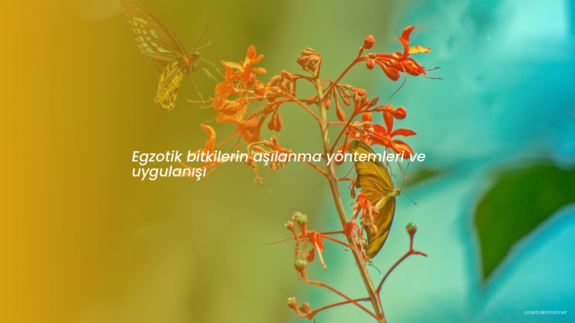 Egzotik bitkilerin aşılanma yöntemleri ve uygulanışı