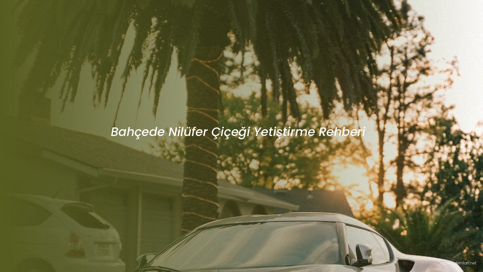 Bahçede Nilüfer Çiçeği Yetiştirme Rehberi