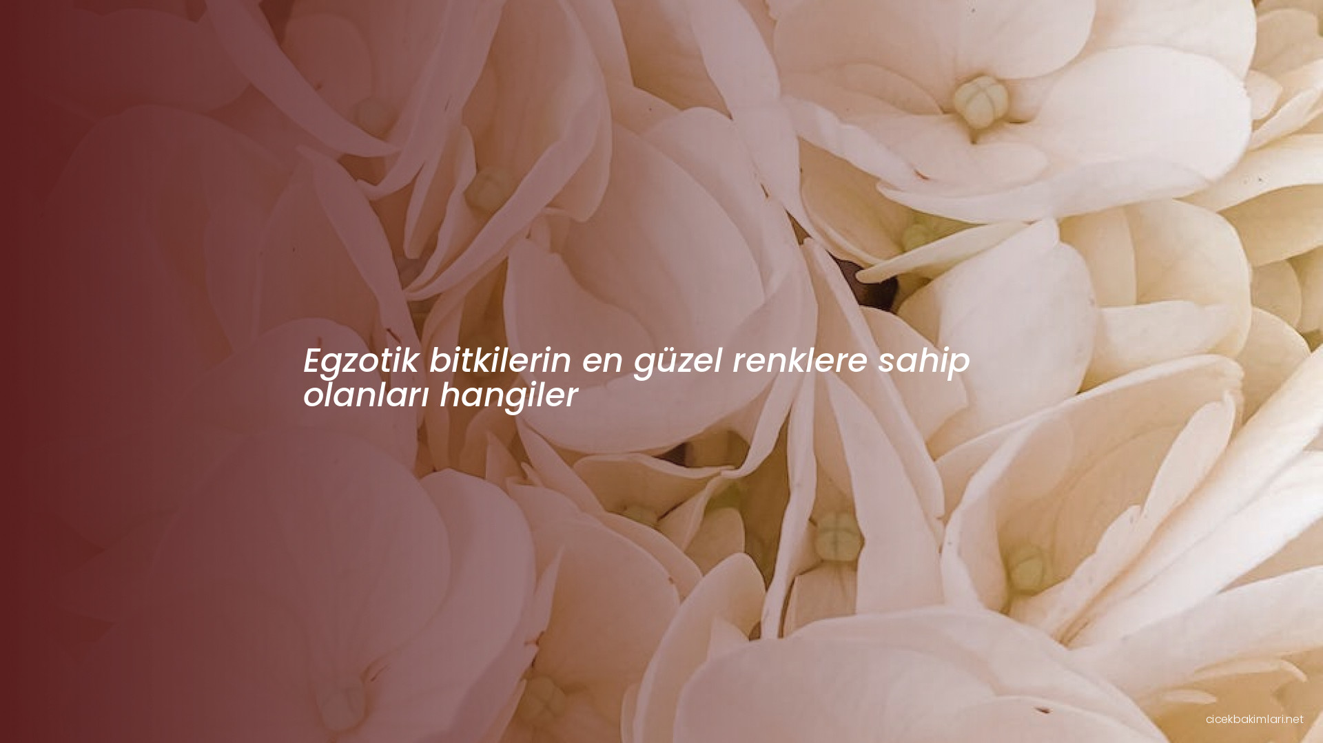 Egzotik bitkilerin en güzel renklere sahip olanları hangiler