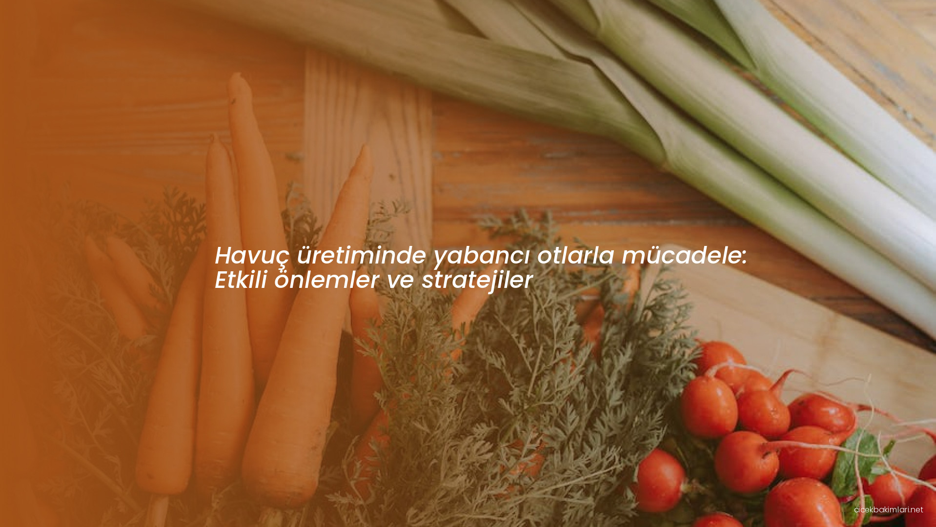 Havuç üretiminde yabancı otlarla mücadele: Etkili önlemler ve stratejiler