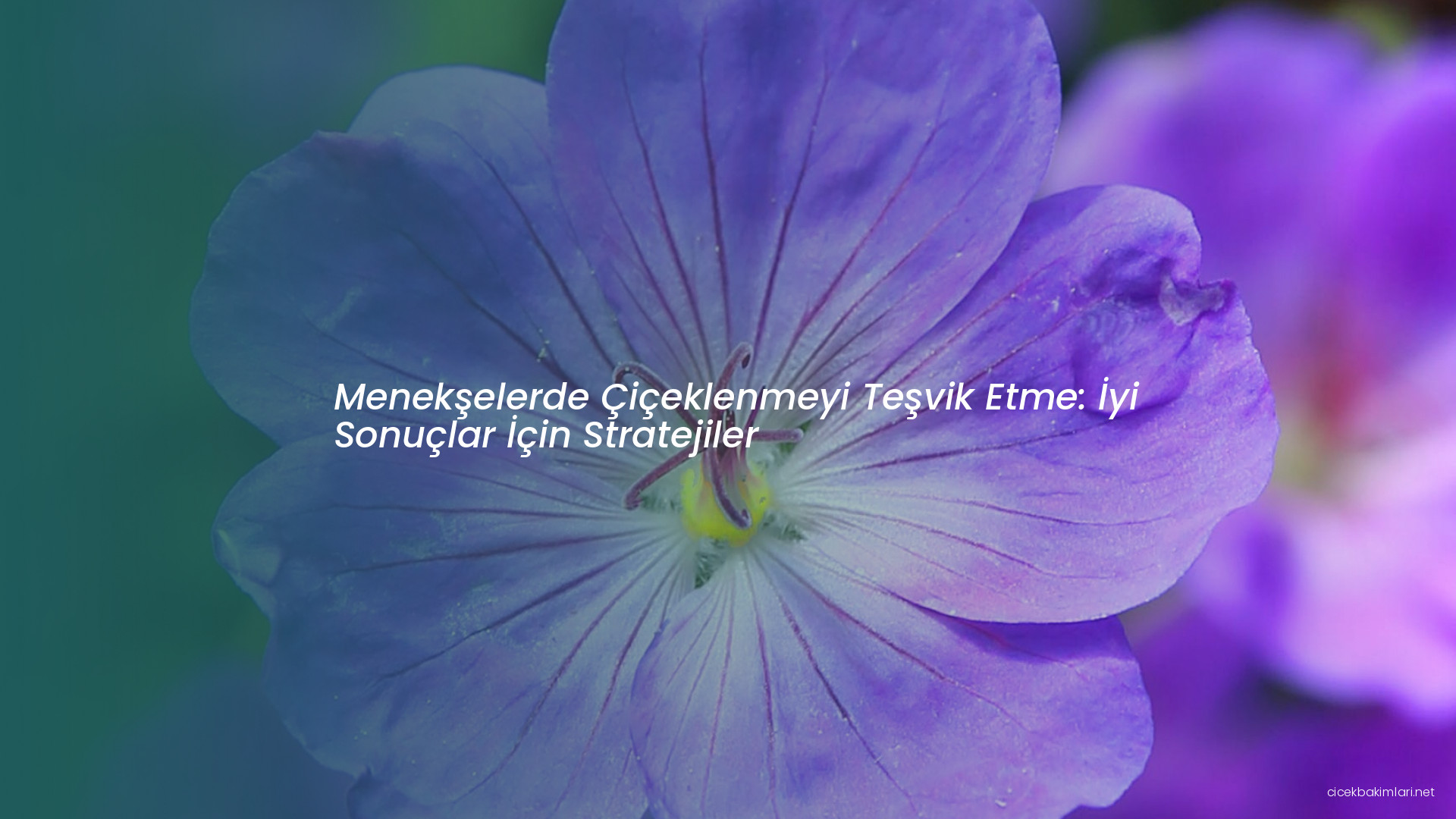 Menekşelerde Çiçeklenmeyi Teşvik Etme: İyi Sonuçlar İçin Stratejiler