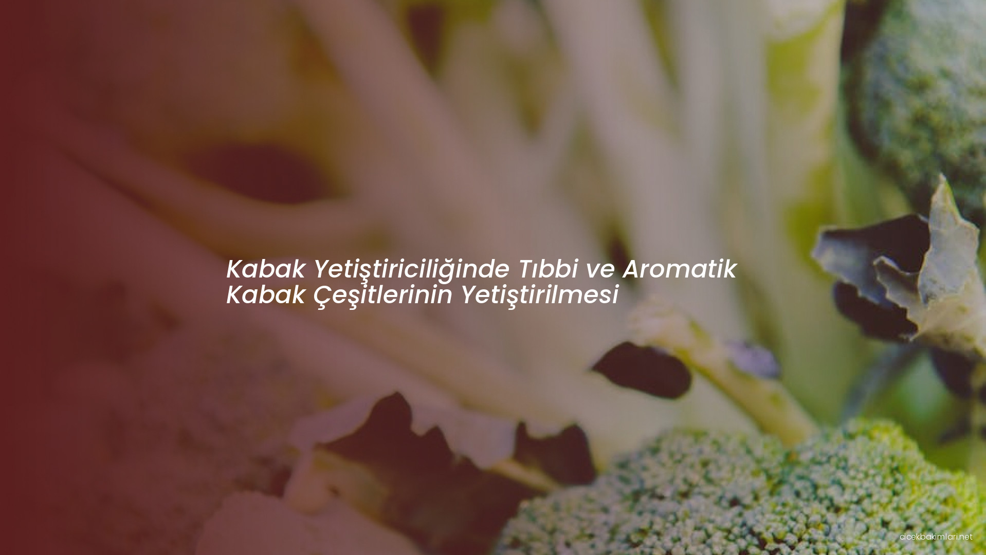 Kabak Yetiştiriciliğinde Tıbbi ve Aromatik Kabak Çeşitlerinin Yetiştirilmesi