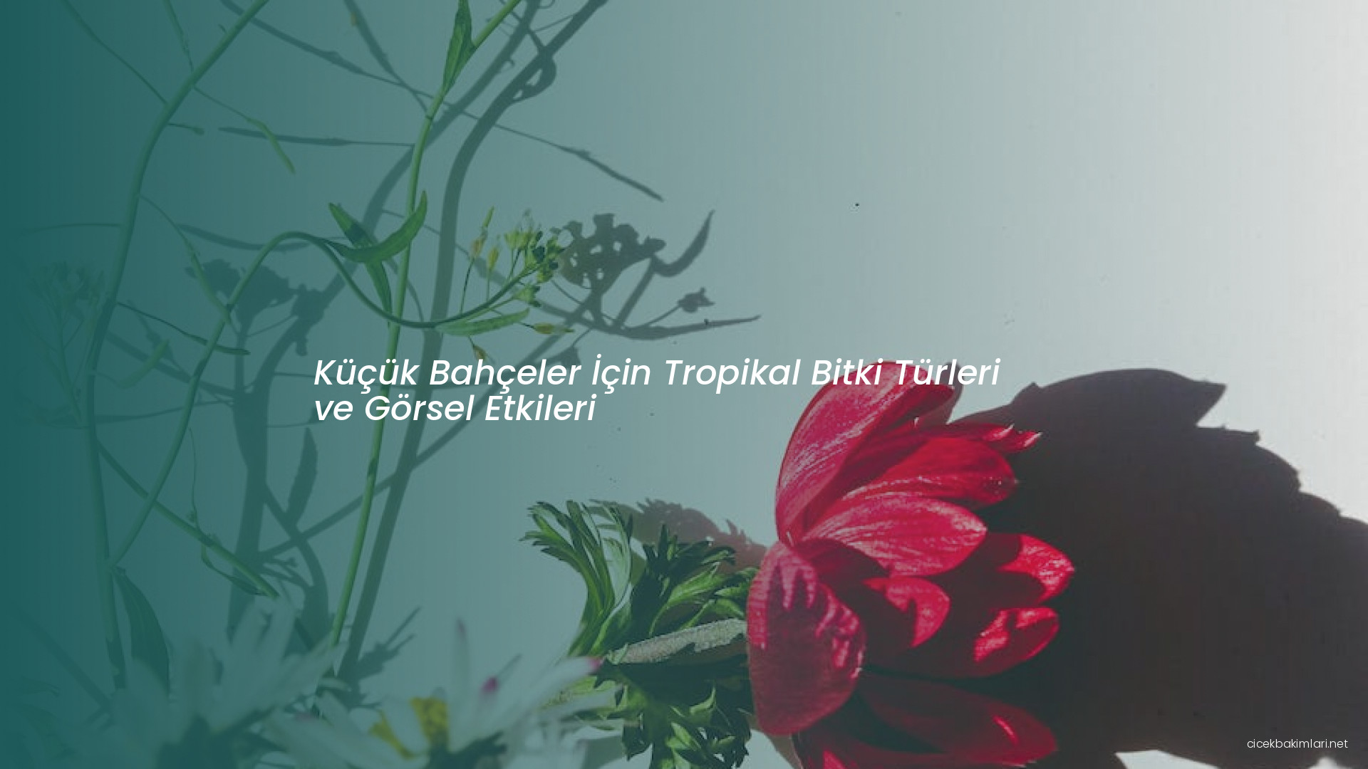 Küçük Bahçeler İçin Tropikal Bitki Türleri ve Görsel Etkileri