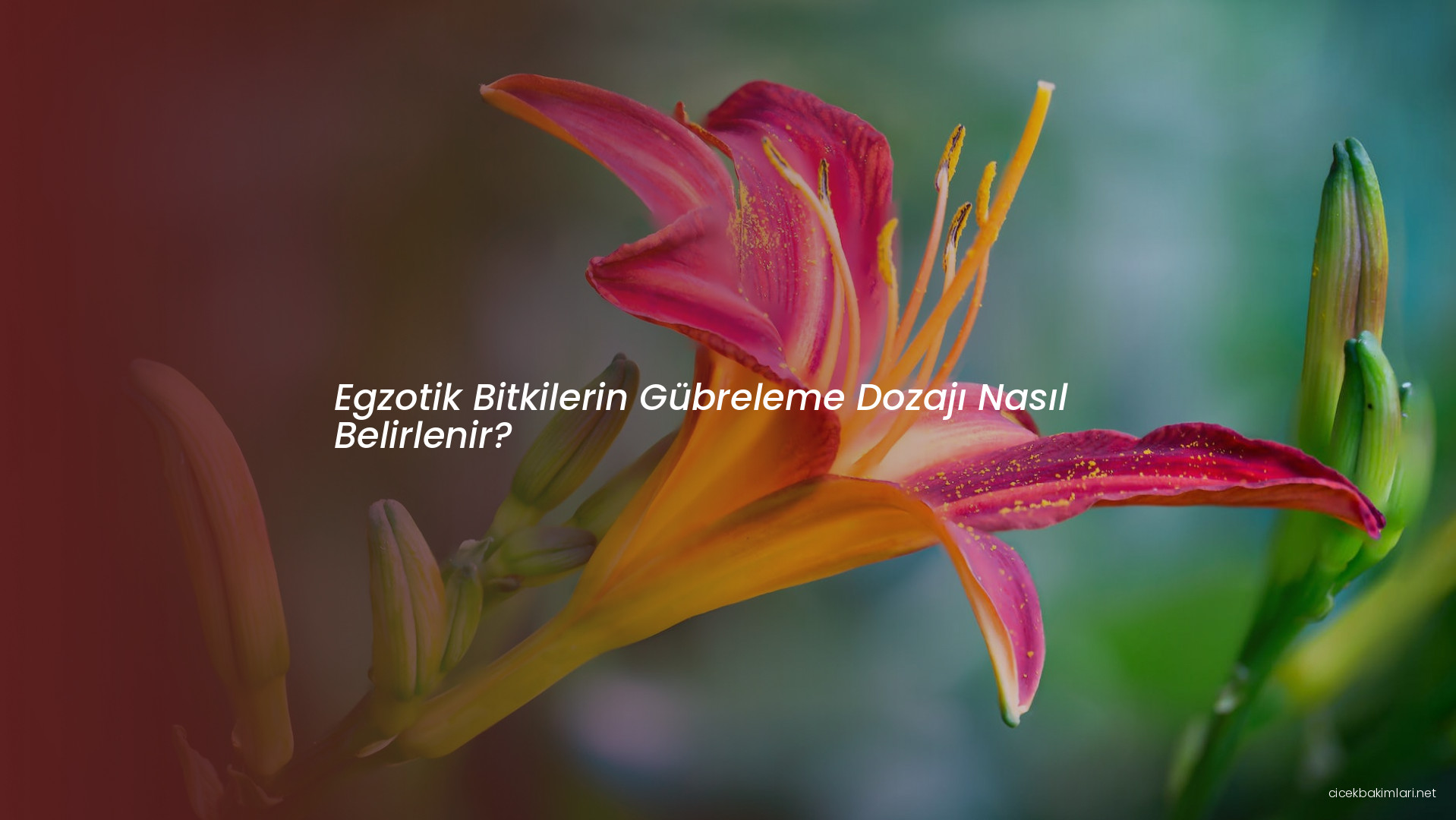 Egzotik Bitkilerin Gübreleme Dozajı Nasıl Belirlenir?