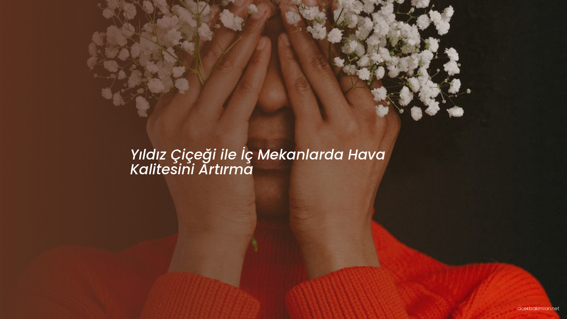 Yıldız Çiçeği ile İç Mekanlarda Hava Kalitesini Artırma