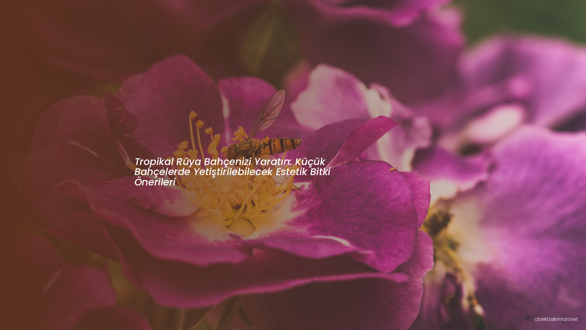 Tropikal Rüya Bahçenizi Yaratın: Küçük Bahçelerde Yetiştirilebilecek Estetik Bitki Önerileri