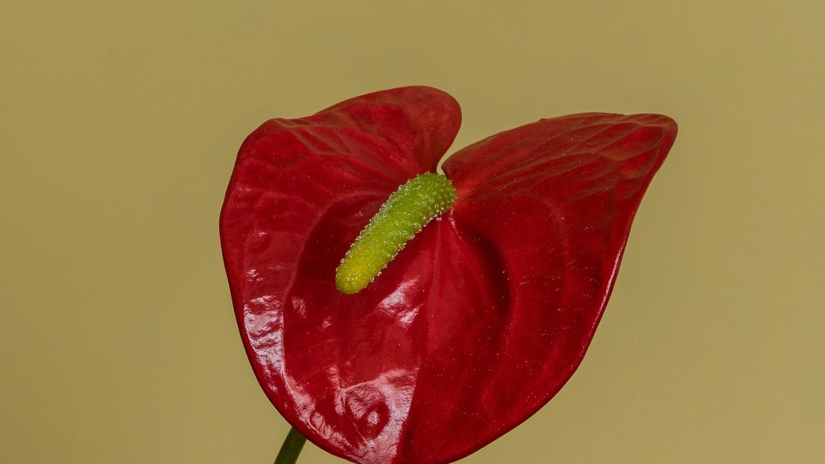 Antoryum (Flamingo Çiçeği)