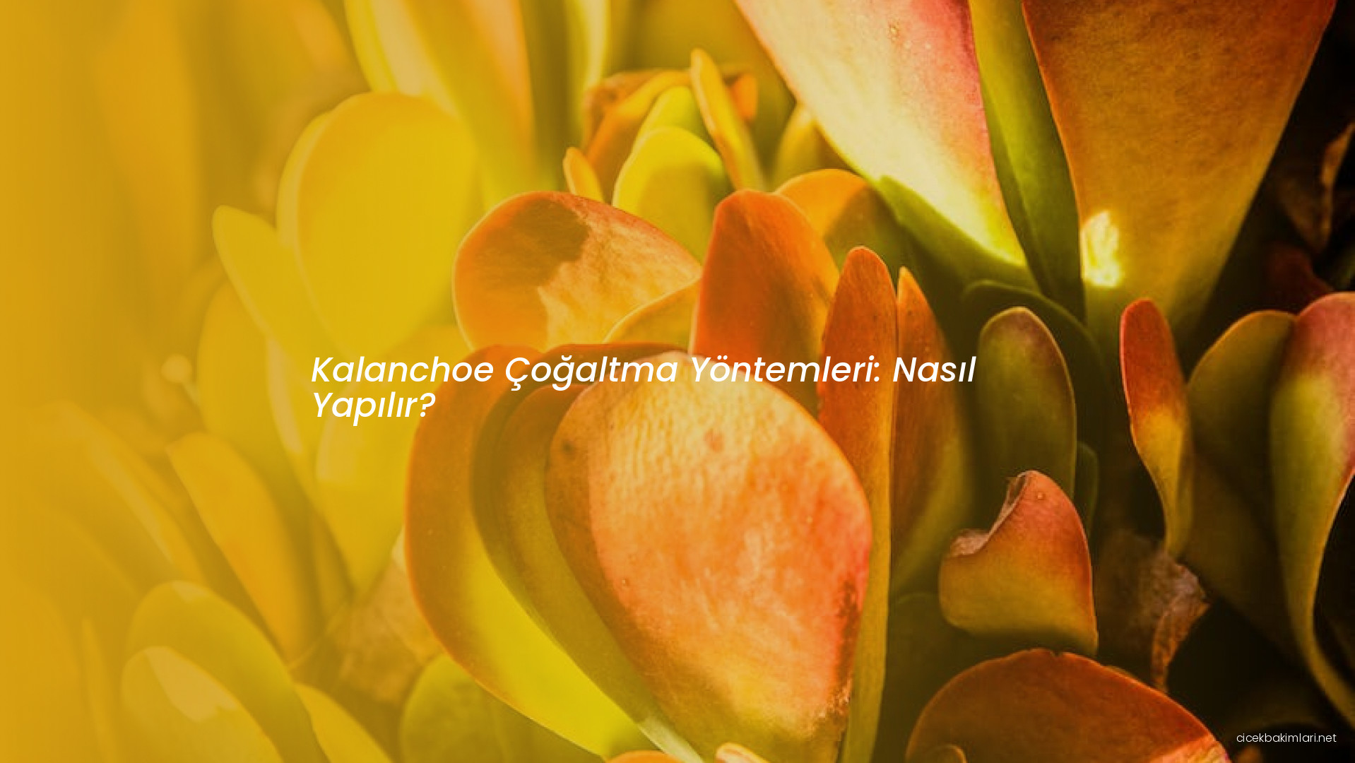 Kalanchoe Çoğaltma Yöntemleri: Nasıl Yapılır?