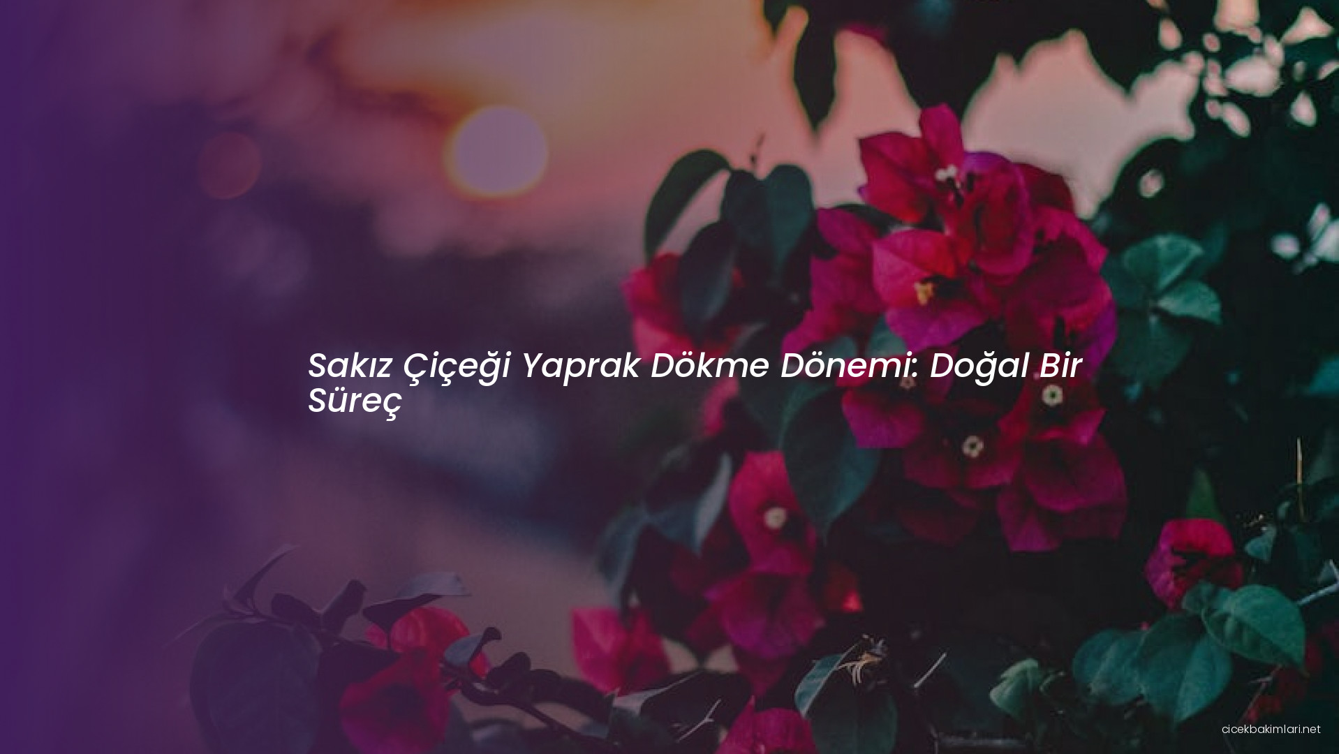 Sakız Çiçeği Yaprak Dökme Dönemi: Doğal Bir Süreç